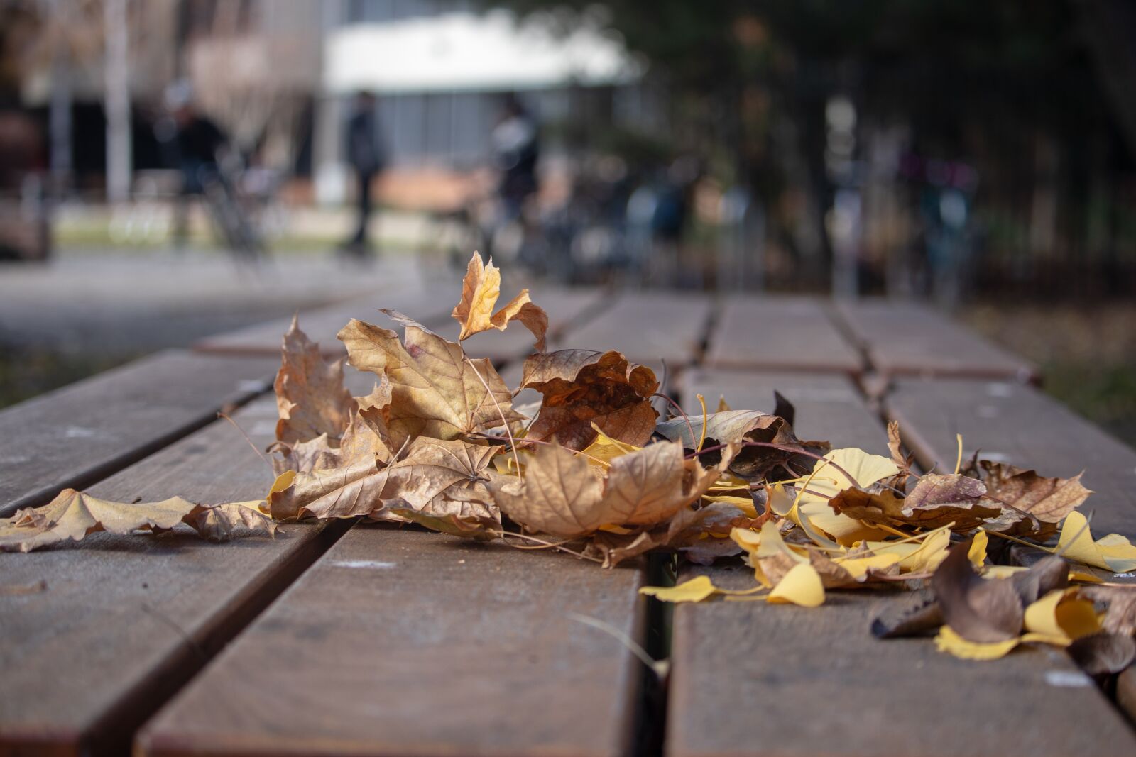 Canon EOS 200D (EOS Rebel SL2 / EOS Kiss X9) sample photo. Leaves, fall, autumn photography