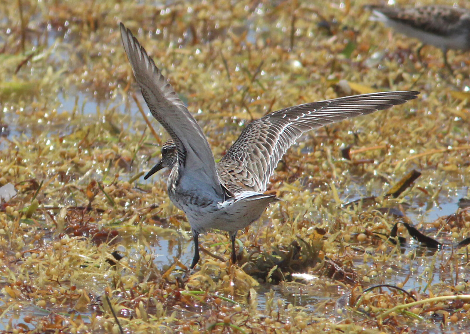 Canon EF 300mm F4L IS USM sample photo