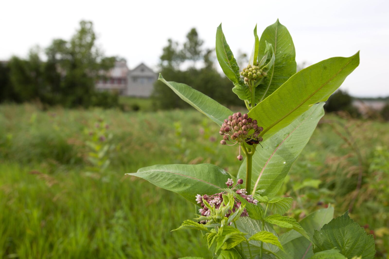 Canon EOS 5D Mark II sample photo. Milkweed, blooms, building photography