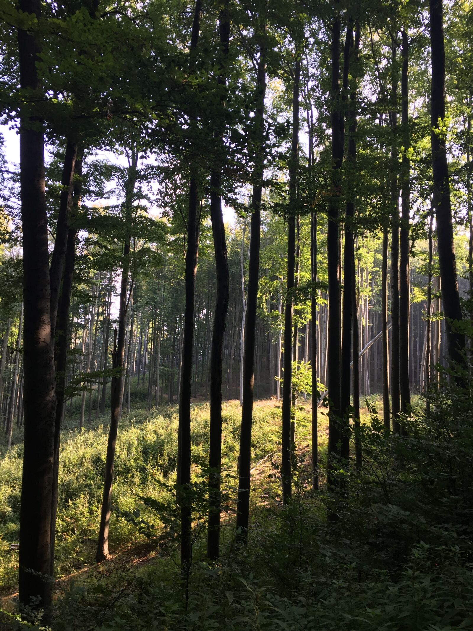 iPhone 6 back camera 4.15mm f/2.2 sample photo. Forest, trees, autumn photography