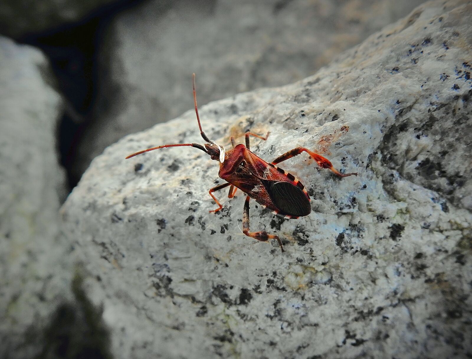Nikon Coolpix P900 sample photo. Insect, nature, stone photography