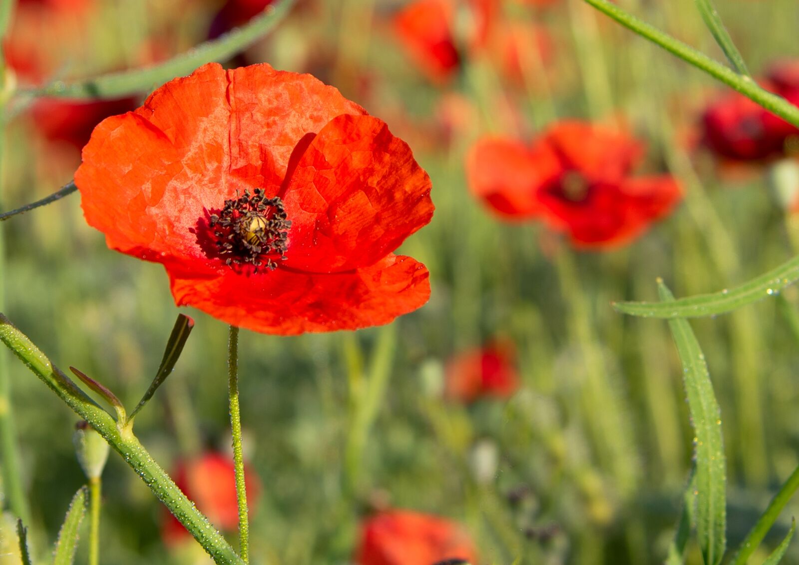 Nikon D750 sample photo. Poppy, red, flower photography