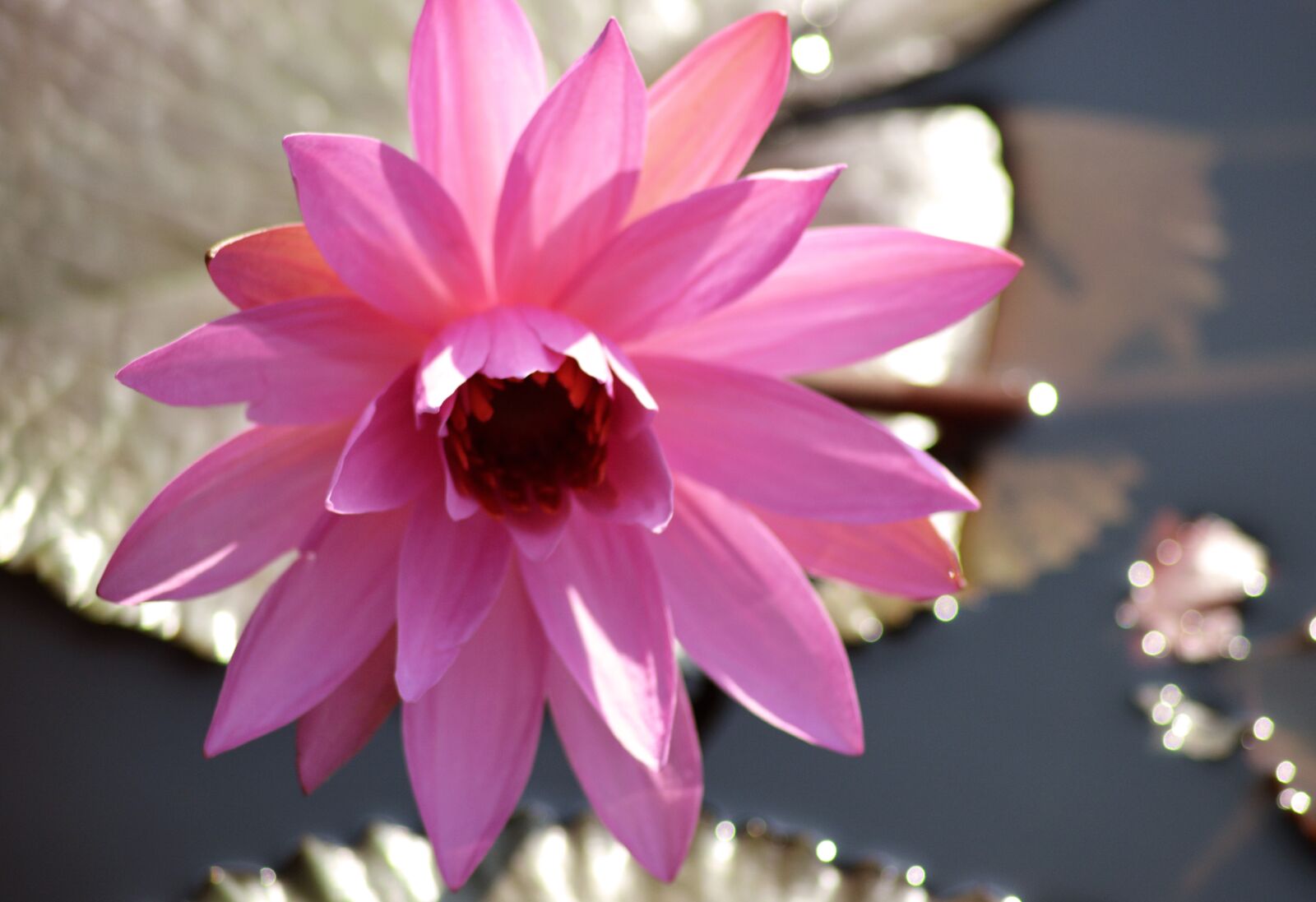Nikon D5200 sample photo. Lotus, flower, garden photography