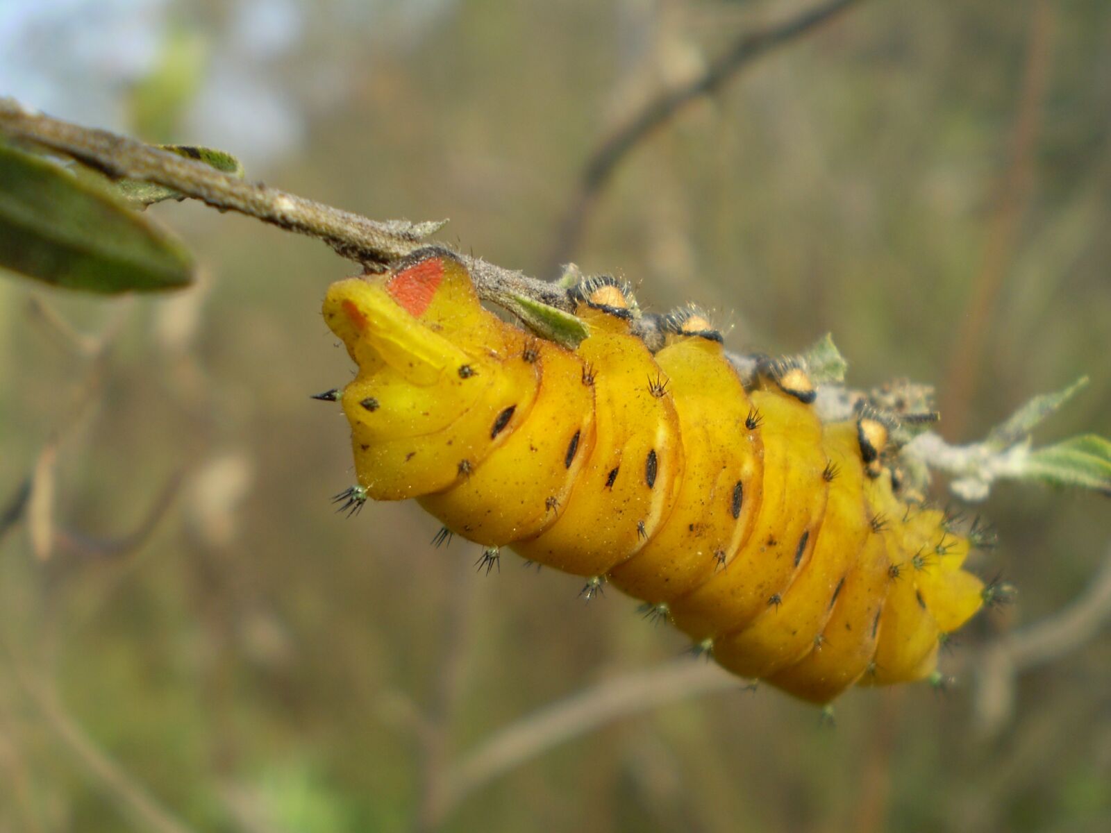 Olympus FE210,X775 sample photo. Worm, yellow, climbing photography