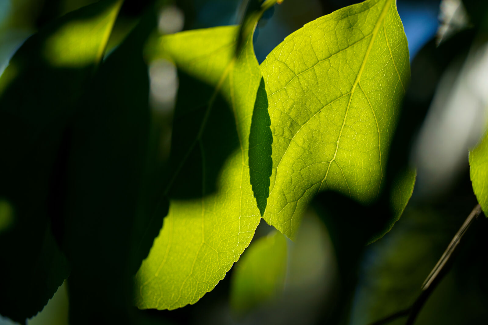 Sony a7R IV sample photo. Shadow leaves crossing photography