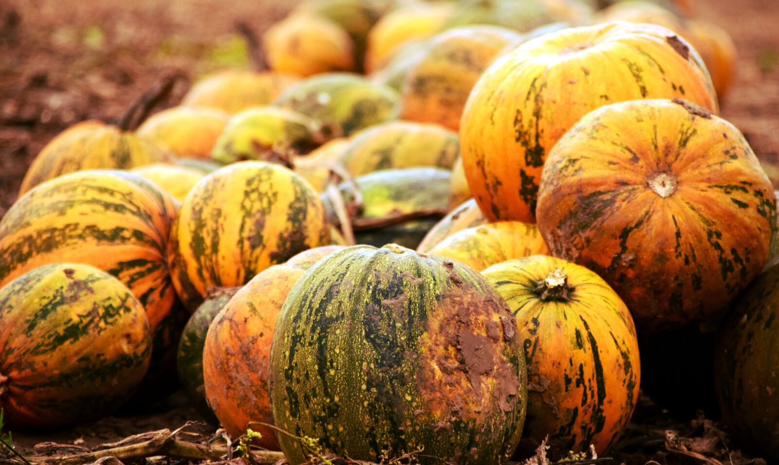 Nikon D3300 sample photo. Pumpkin, pumpkin box, squash photography