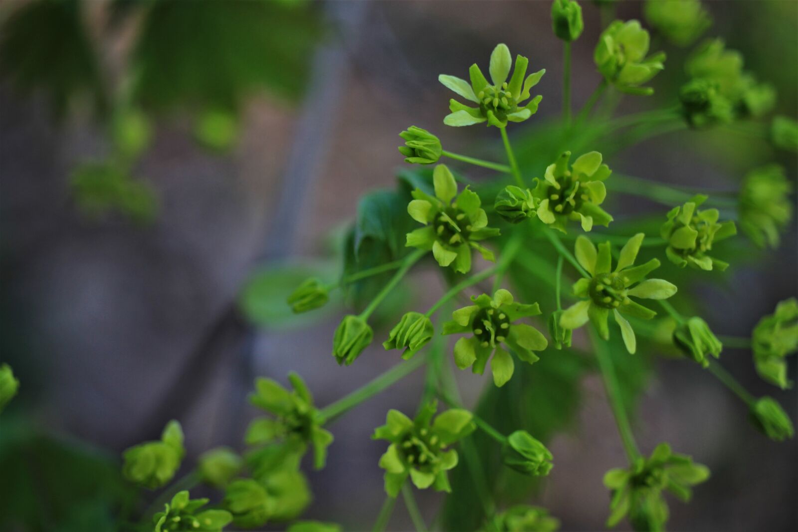 Canon EOS 7D sample photo. Spring, flowers, green photography