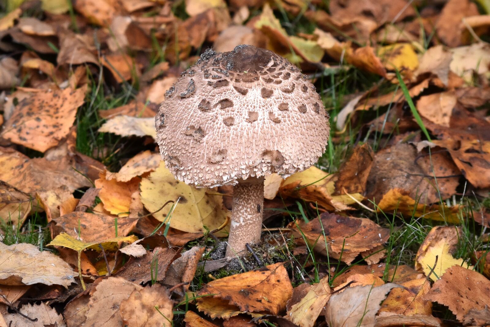Nikon D7200 sample photo. Mushroom, agaric, nature photography