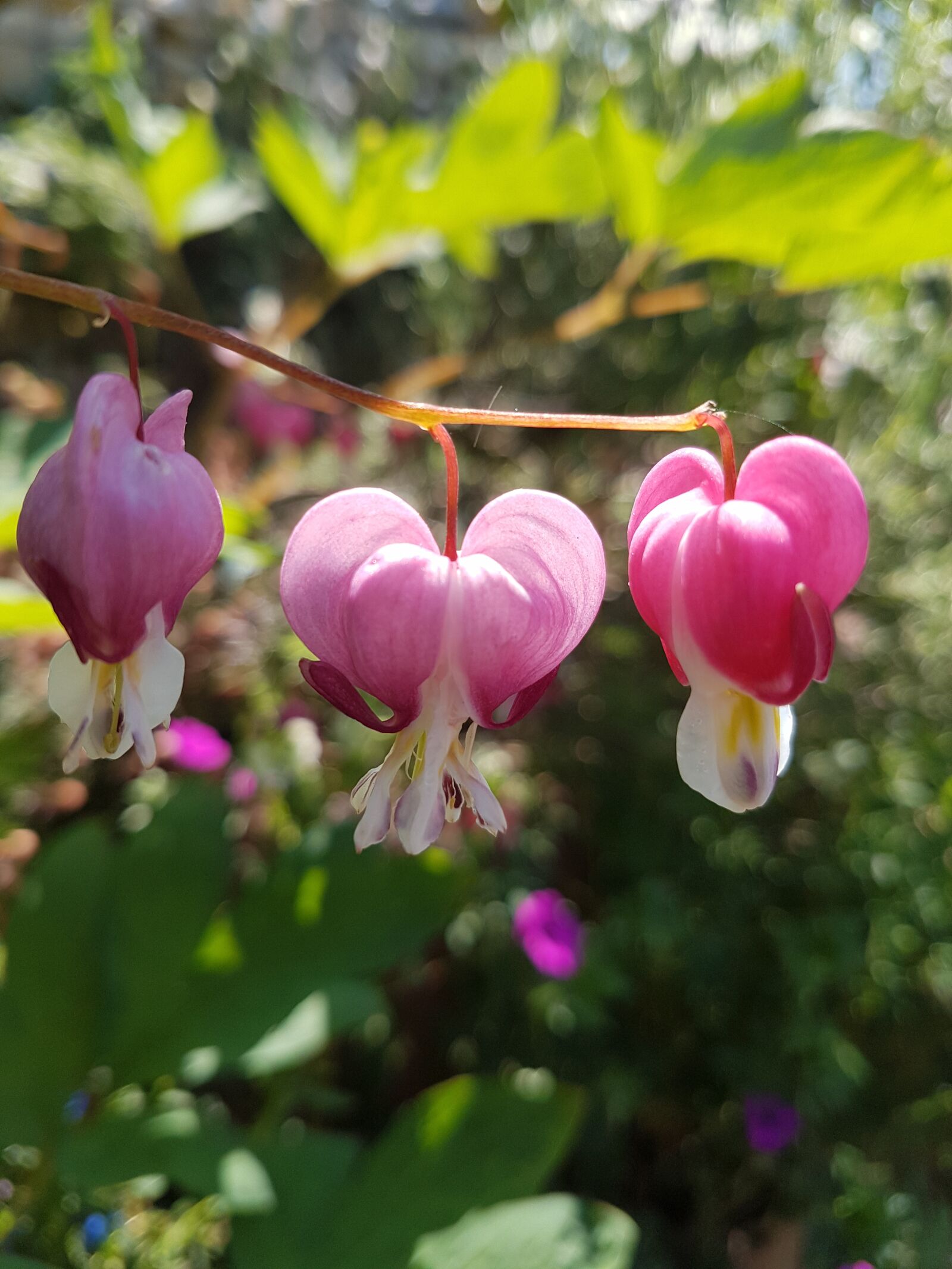 Samsung Galaxy S7 Edge sample photo. Flower, heart, love photography