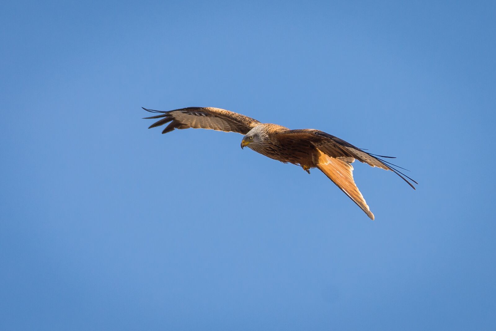 Nikon D7200 sample photo. Milan, bird, bird of photography