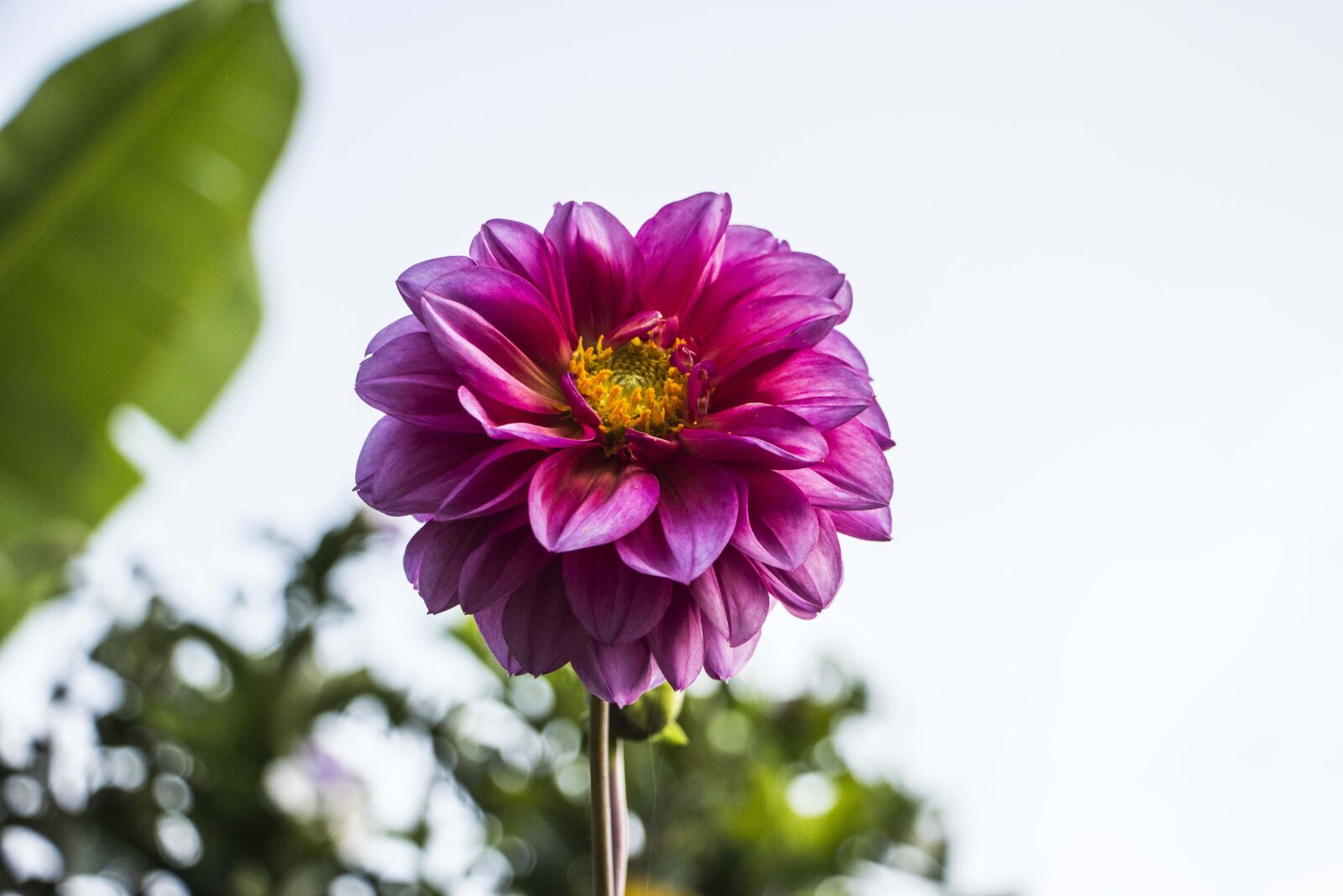 Canon EOS 600D (Rebel EOS T3i / EOS Kiss X5) sample photo. Flower, nature, garden photography