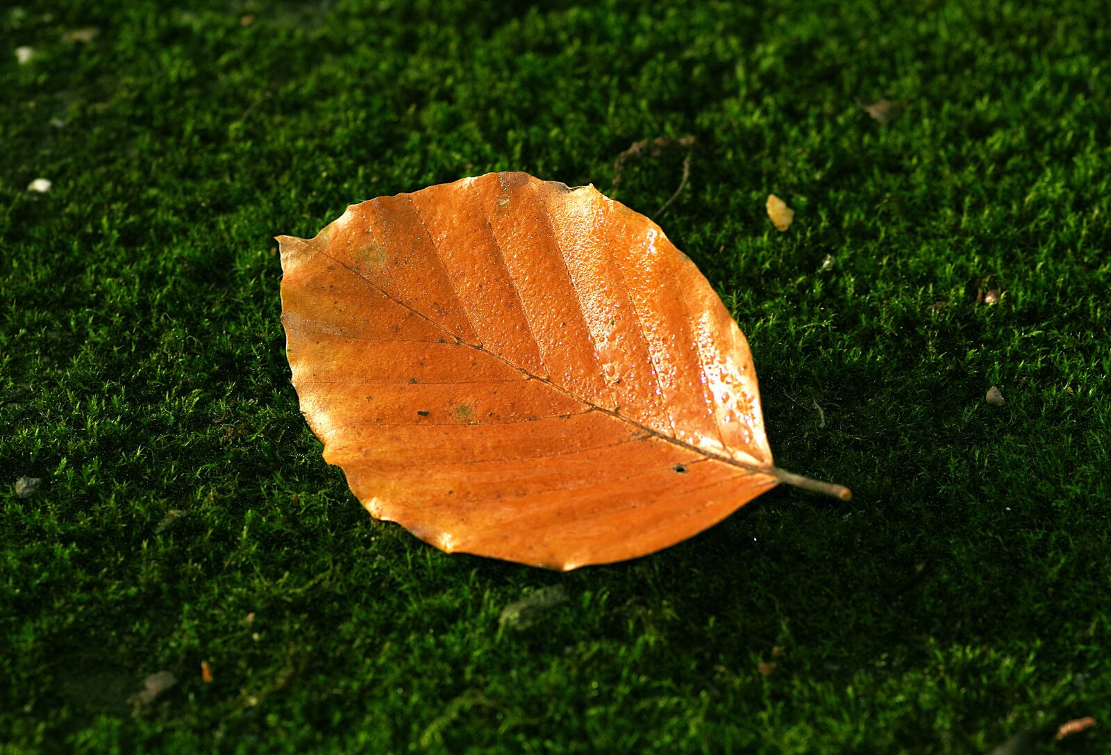 Pentax K-S2 sample photo. Leaf, beech, autumn photography