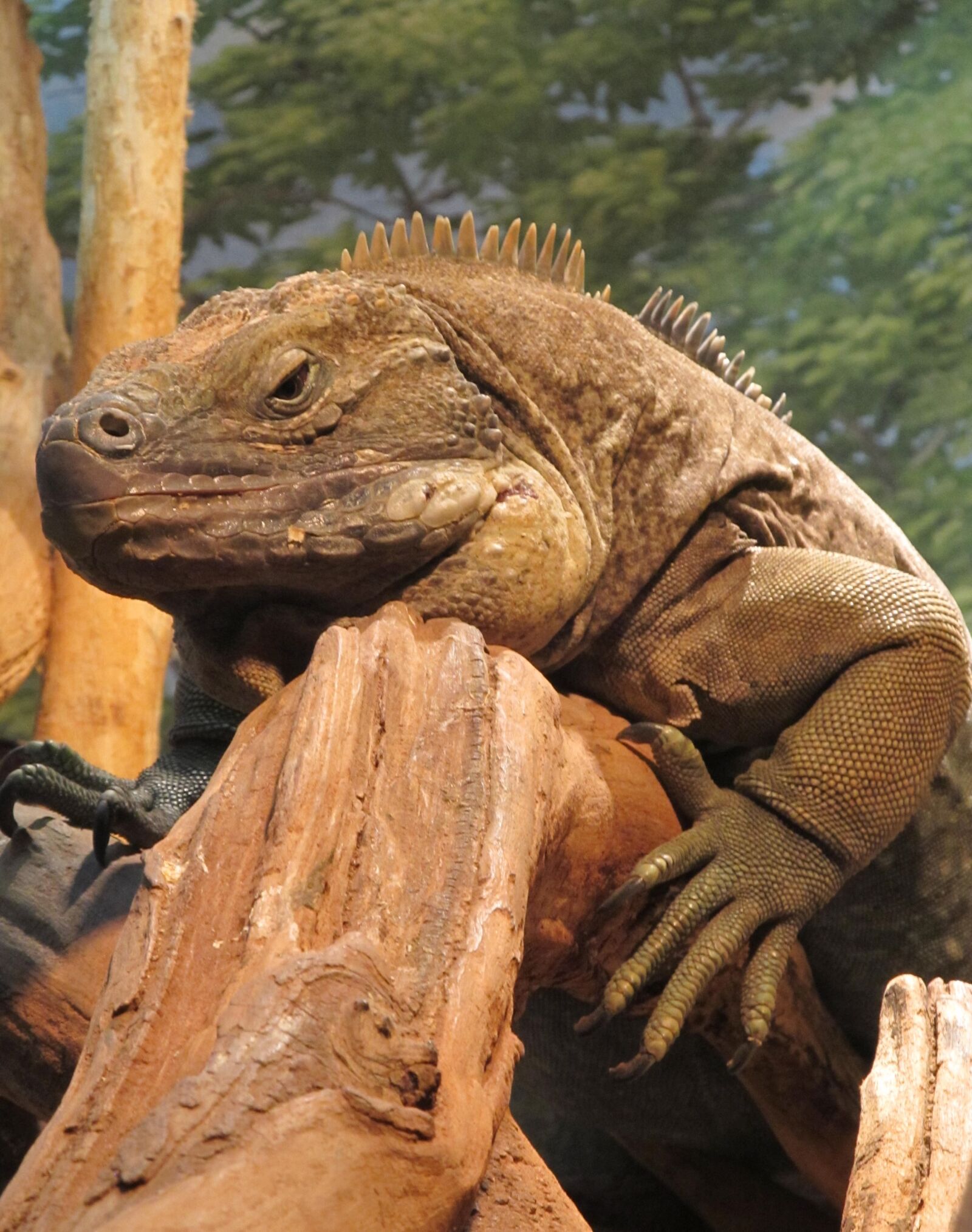 Canon PowerShot SX130 IS sample photo. Iguana, jamaican, reptile photography