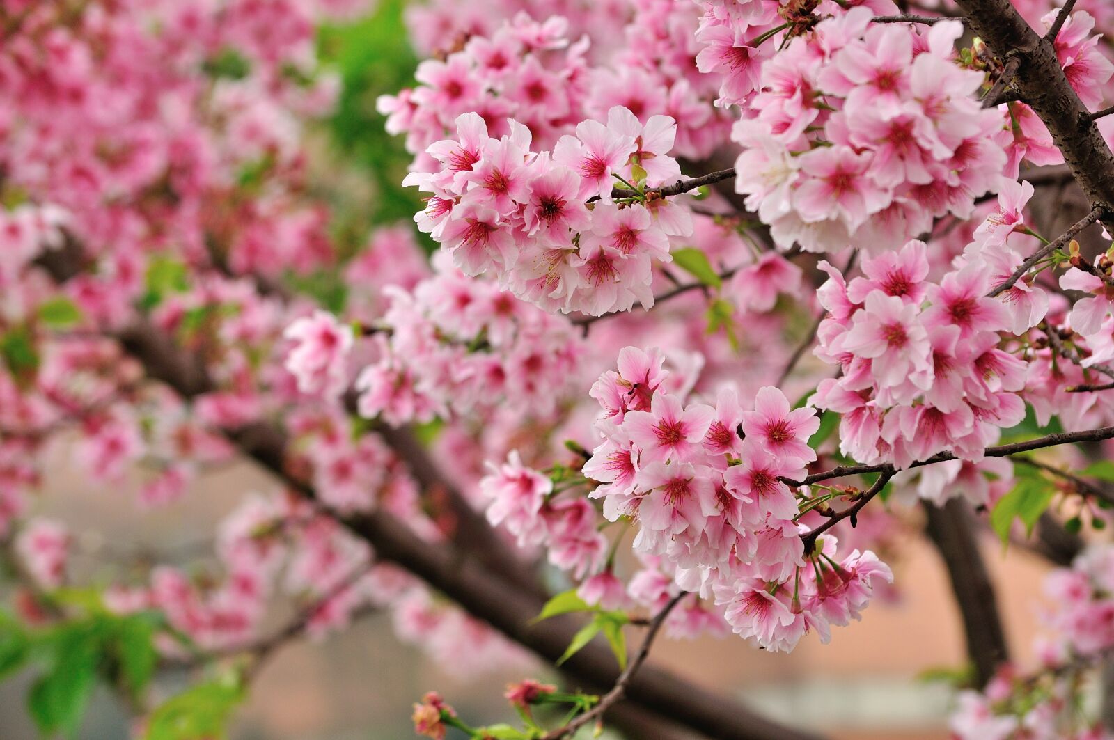 Nikon D90 sample photo. Cherry blossoms, sakura, pink photography