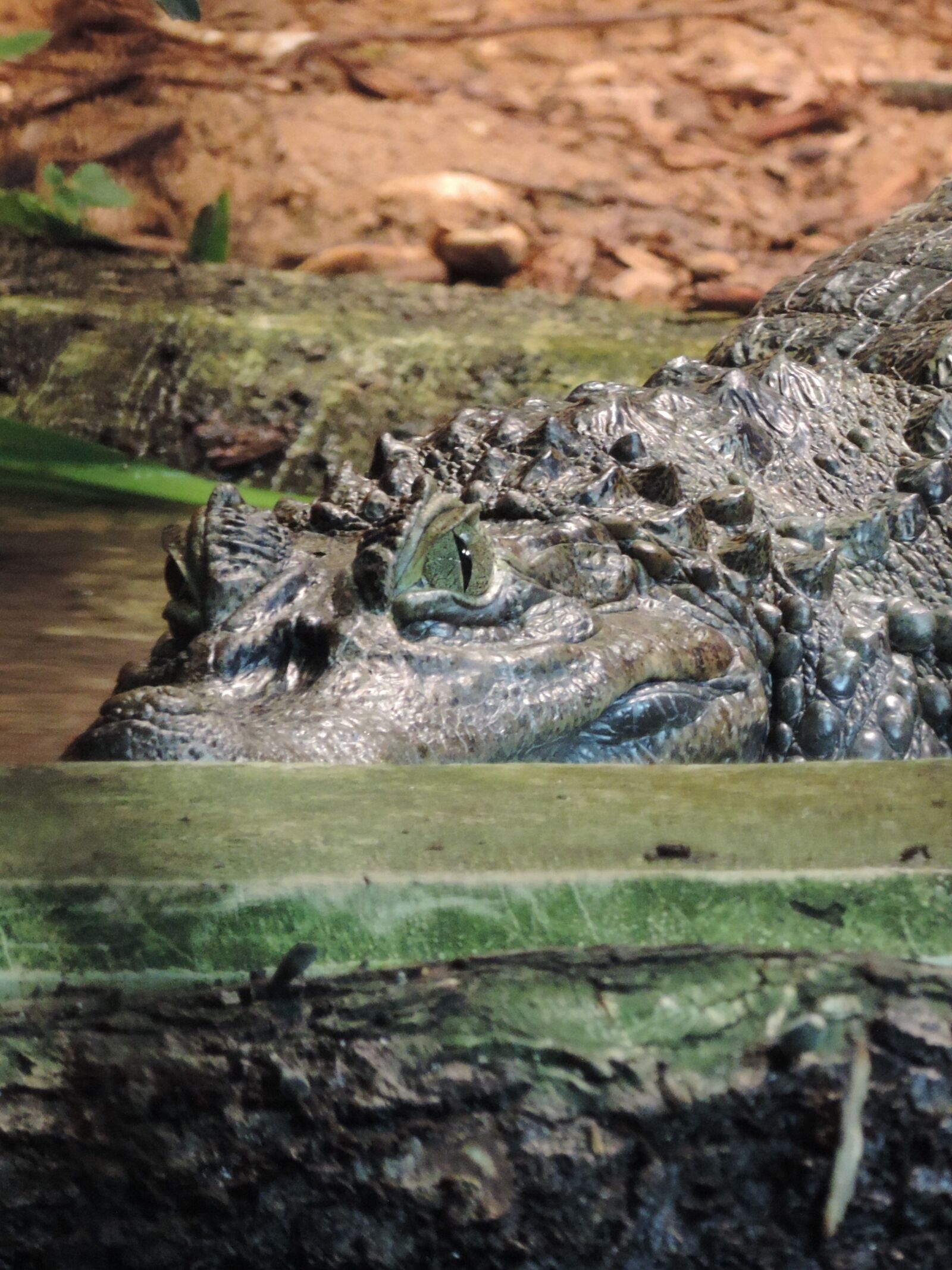 Nikon Coolpix P520 sample photo. Crocodile, reptile, zoo photography