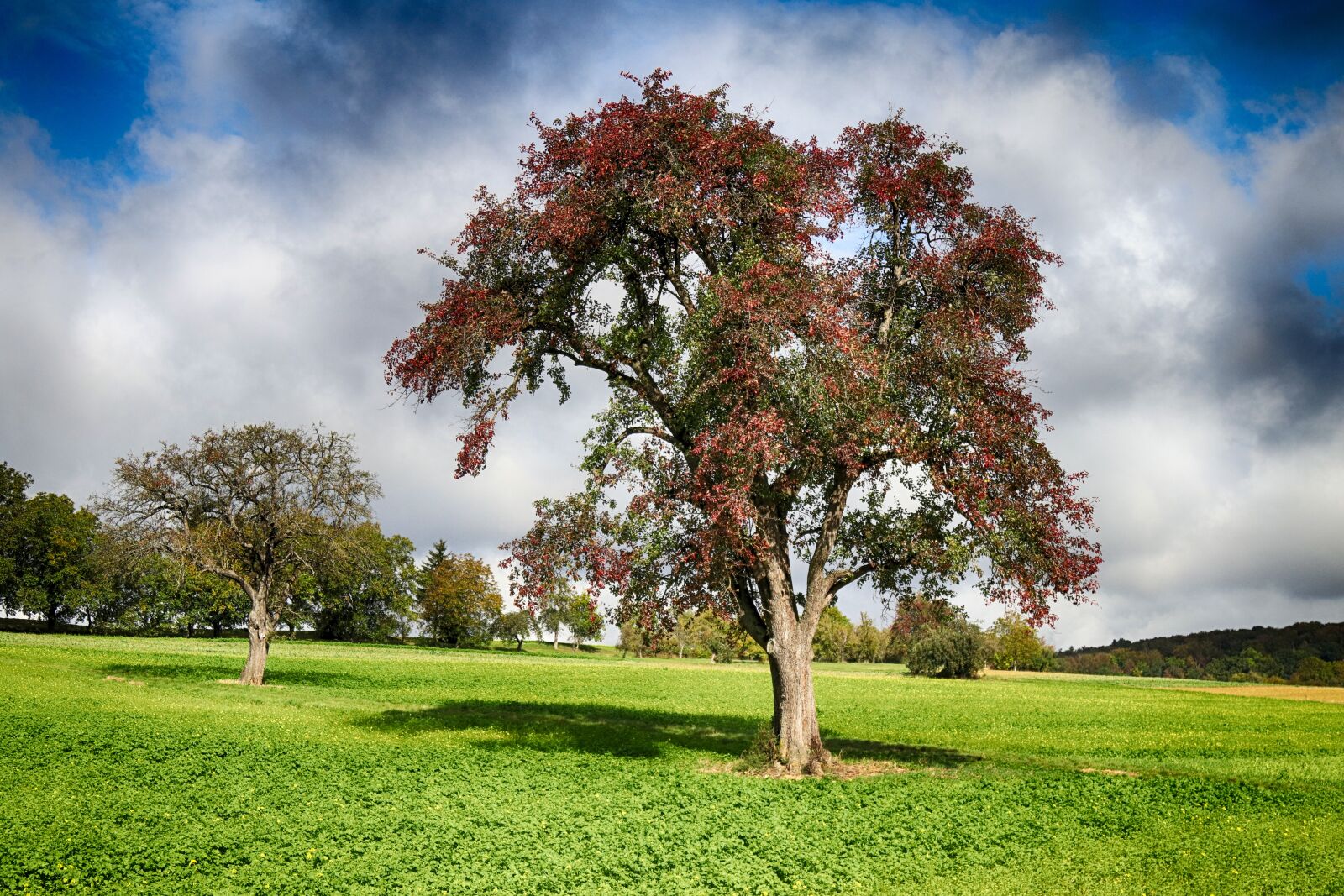 Canon EOS 80D sample photo. Autumn, landscape, tree photography