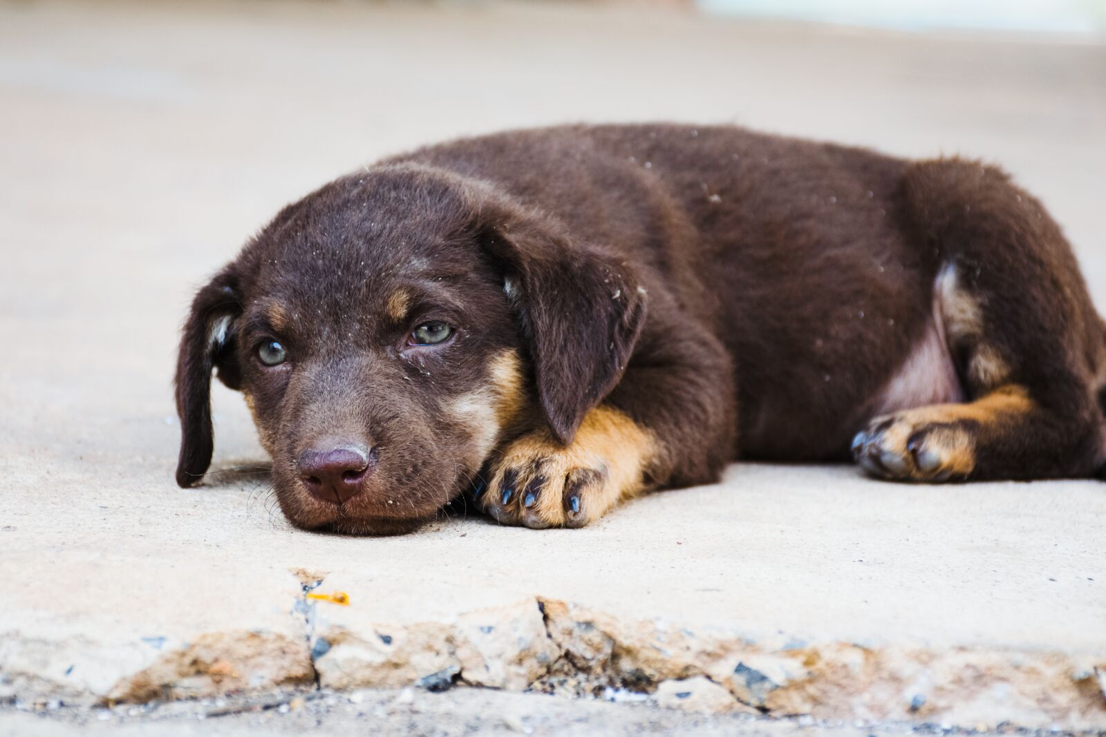 Nikon D5300 sample photo. Dog, pet, animal photography