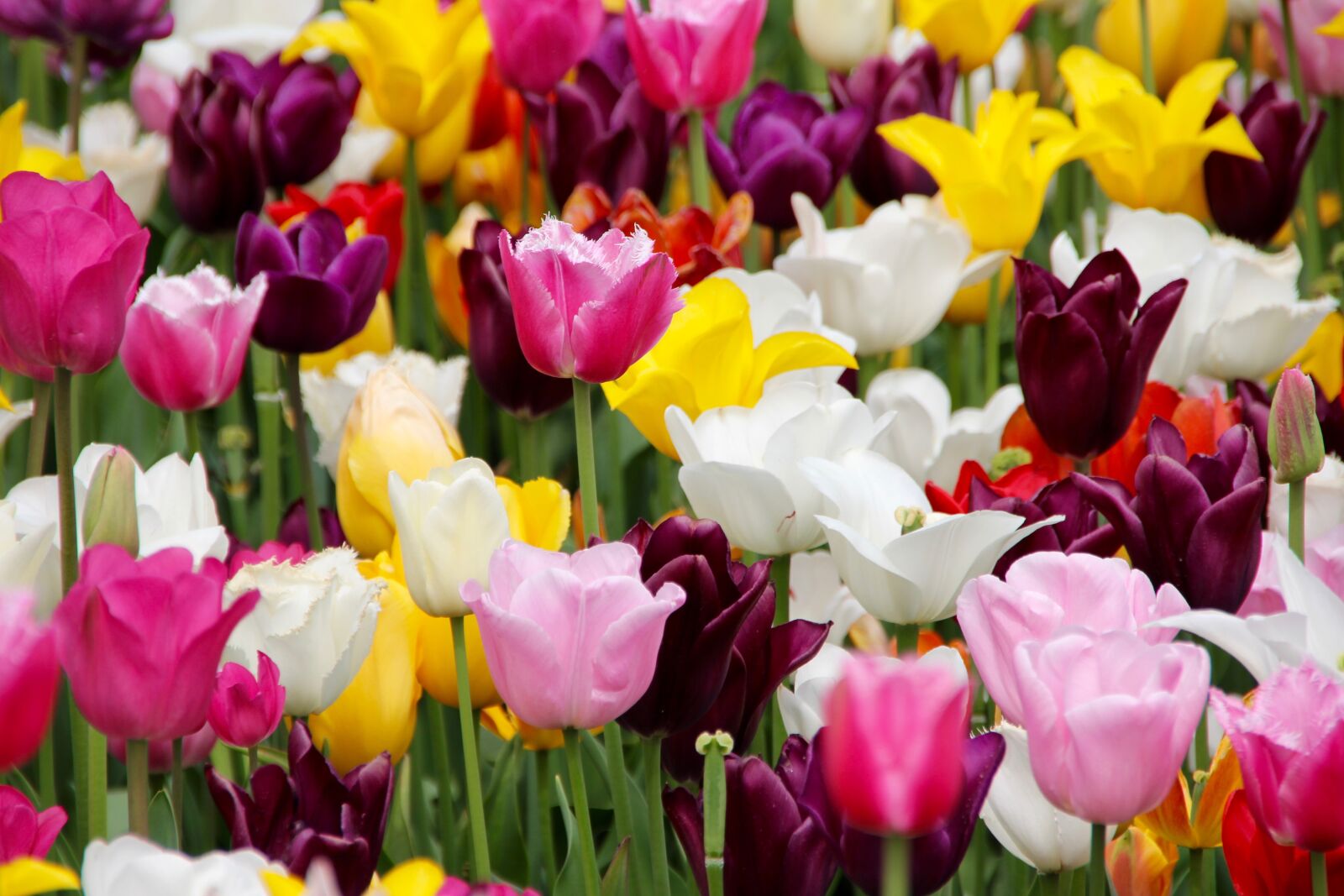 Canon EOS 60D sample photo. Tulips, tulip field, blossomed photography