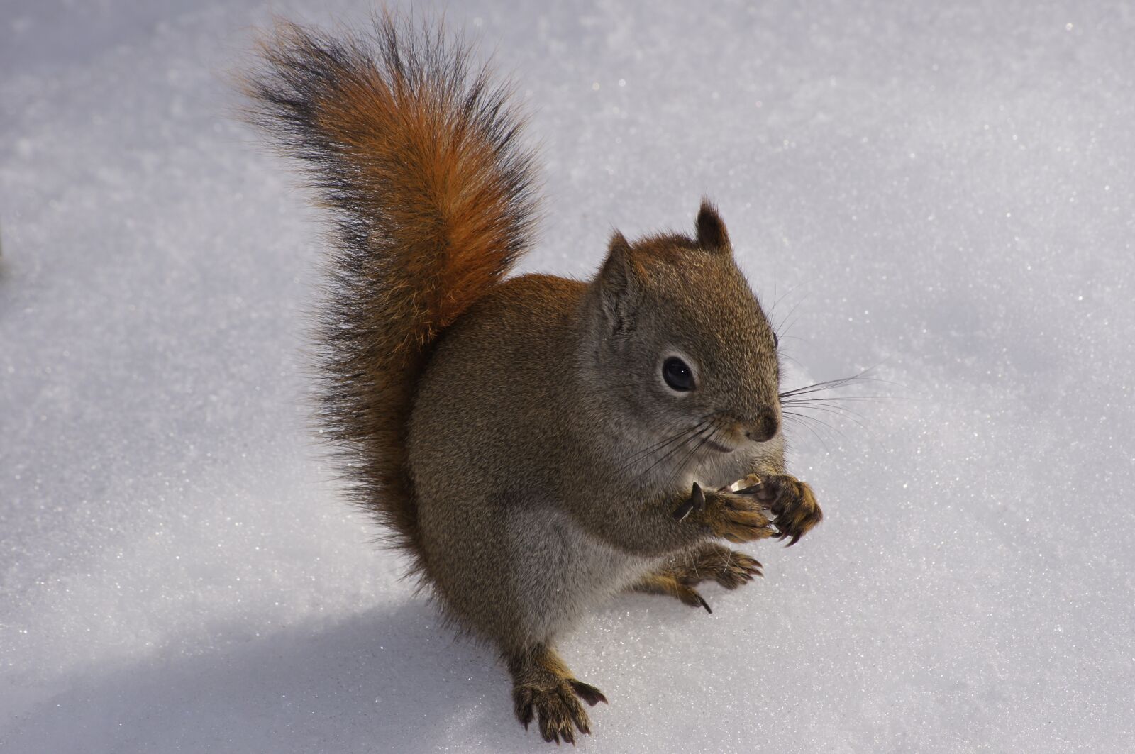 Sony SLT-A55 (SLT-A55V) sample photo. Squirrel, snow, winter photography