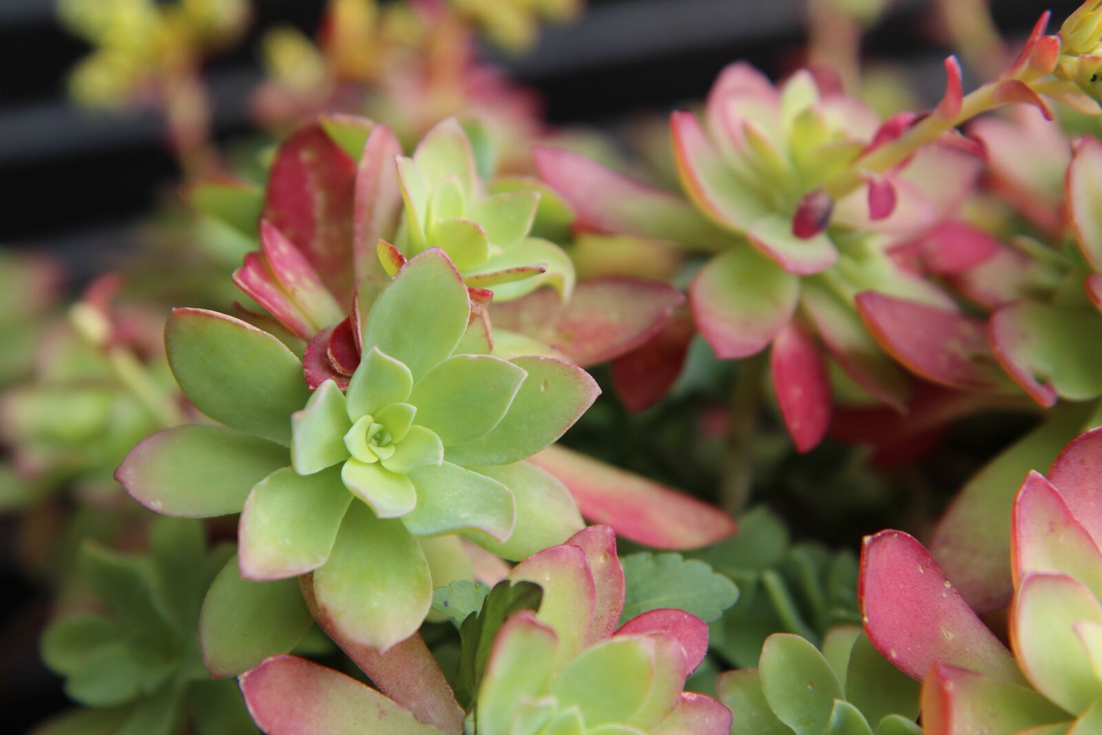 Canon EOS 600D (Rebel EOS T3i / EOS Kiss X5) sample photo. Succulent, cactus, plant photography