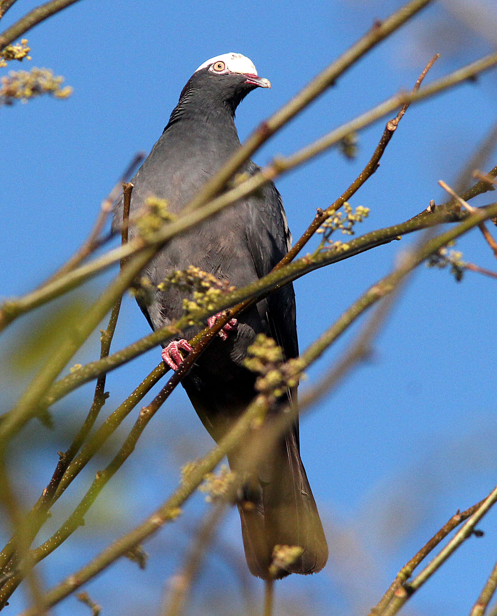 Canon EF 300mm F4L IS USM sample photo