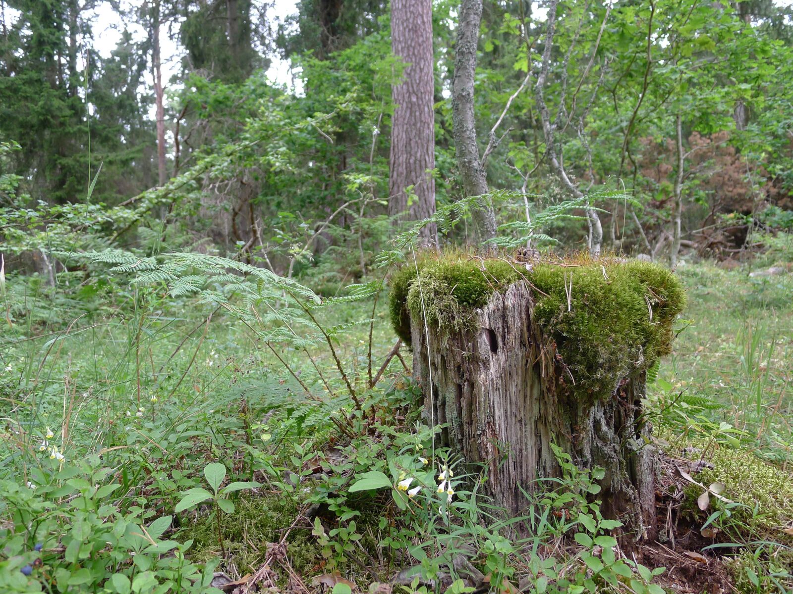 Panasonic Lumix DMC-LX5 sample photo. Forest, stump moss, green photography