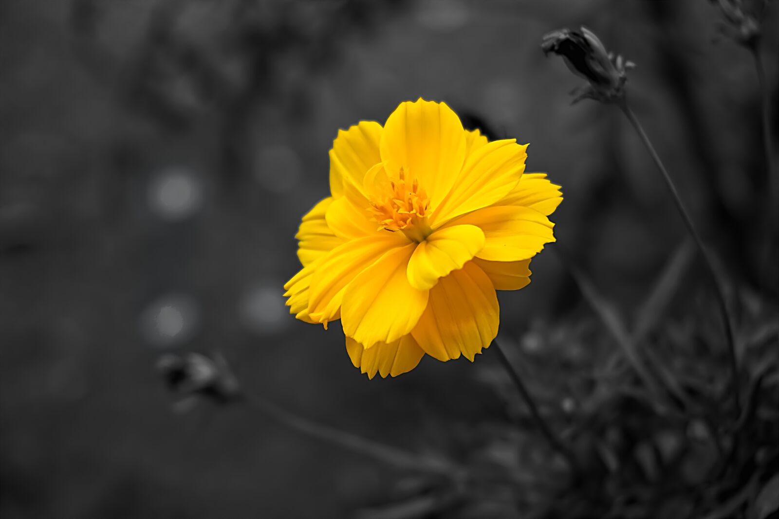 Sony a6000 sample photo. Flower, cosmos, yellow photography