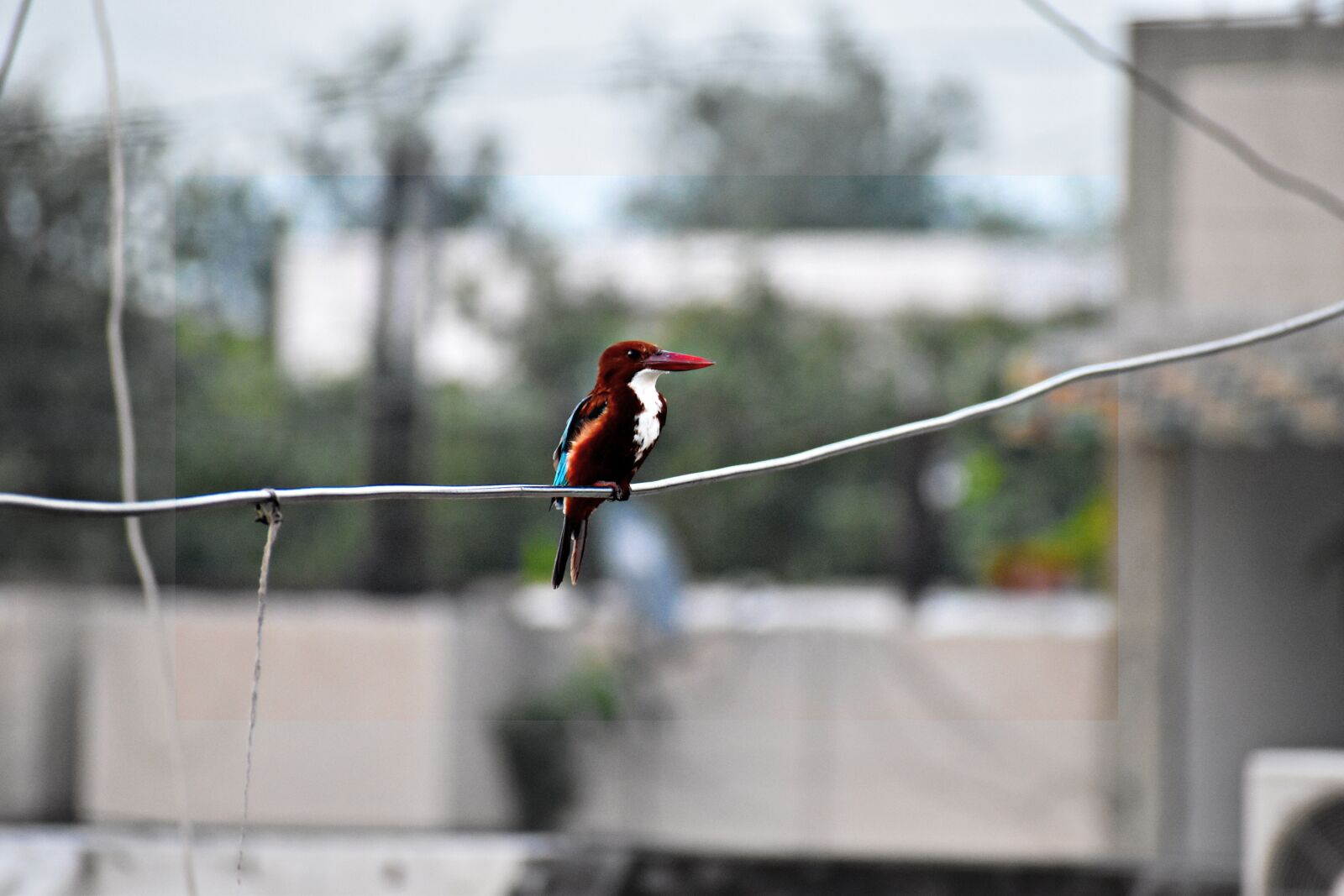 Nikon D5600 sample photo. Brown-hooded kingfisher, bird, kingfisher photography