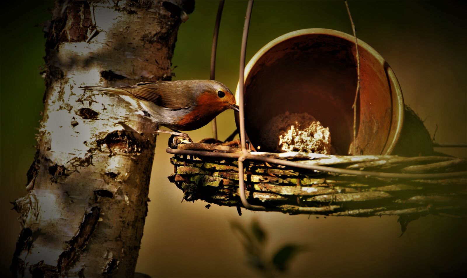 Tamron SP 150-600mm F5-6.3 Di VC USD sample photo. Robin, songbird, bird photography