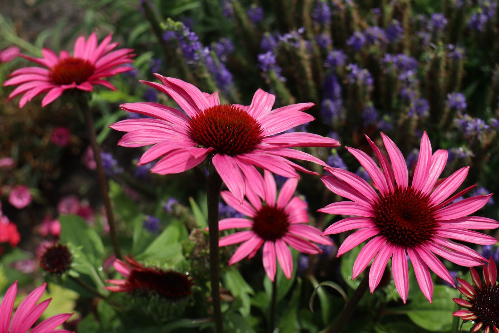 Canon EOS M6 sample photo. Summer, garden, flowers photography