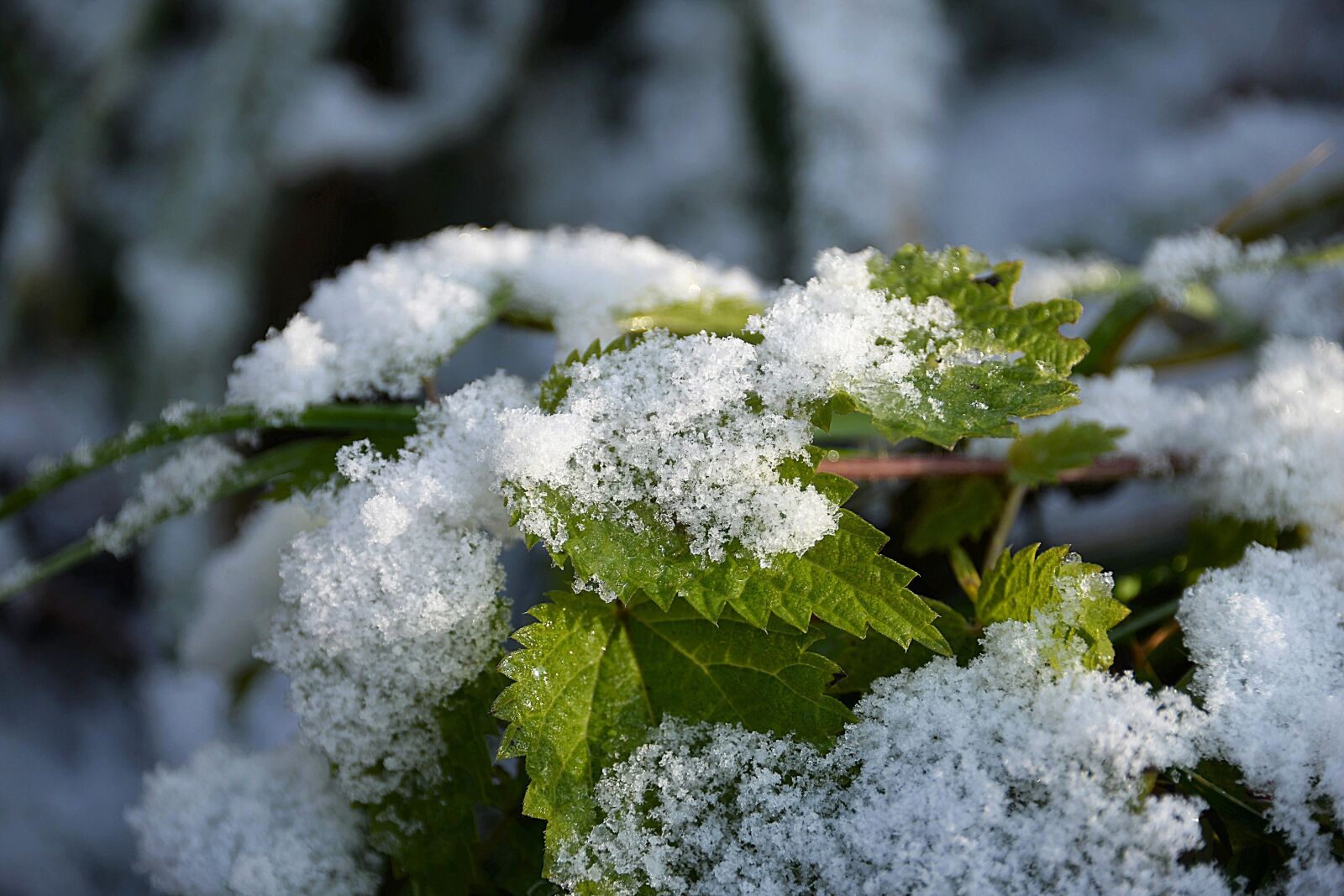 Nikon D610 sample photo. Snow, stinging nettle, snowy photography