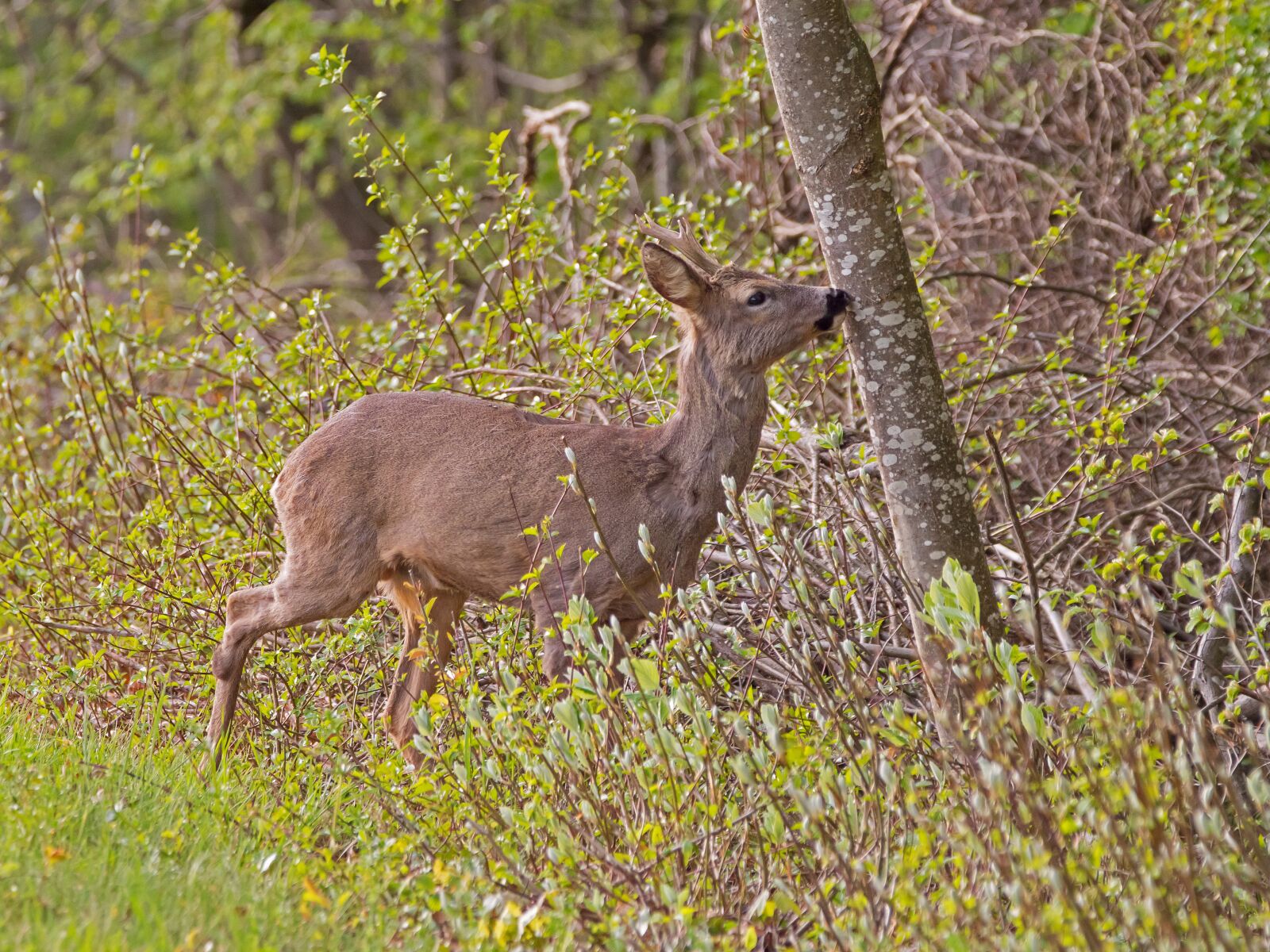 Panasonic Lumix DC-G9 sample photo. Roe deer, wild animal photography
