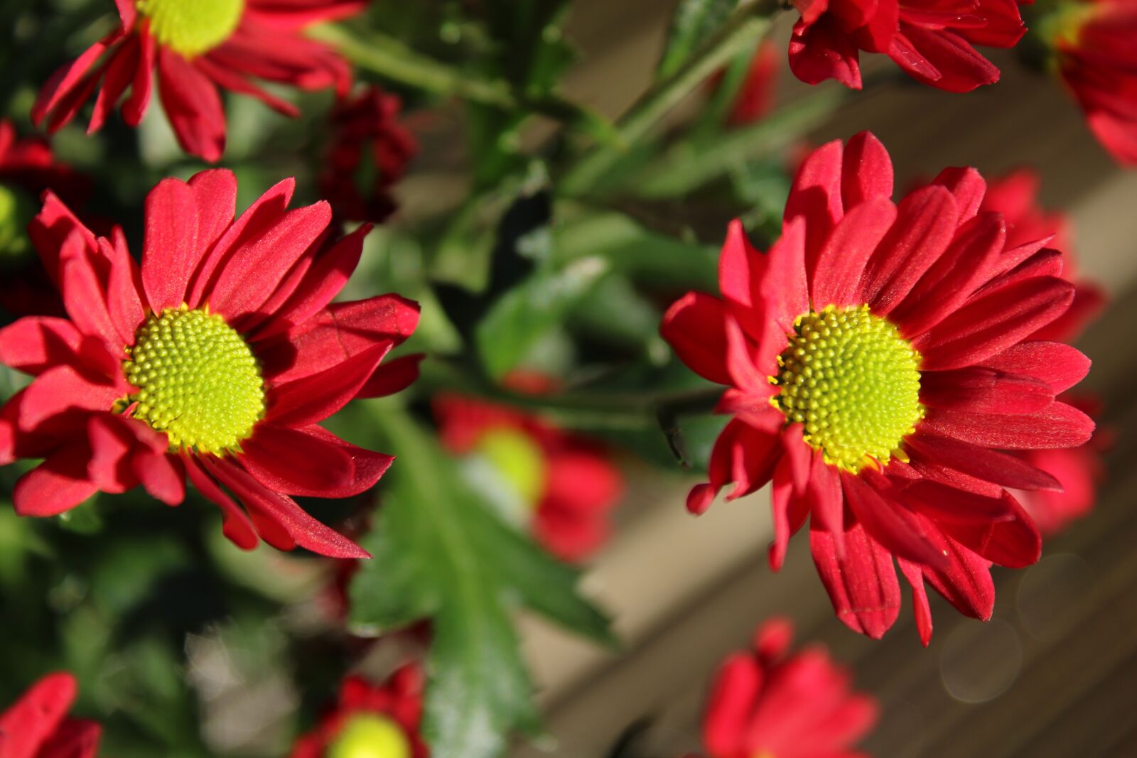 Canon EOS 2000D (EOS Rebel T7 / EOS Kiss X90 / EOS 1500D) sample photo. Daisy, flower, blossom photography