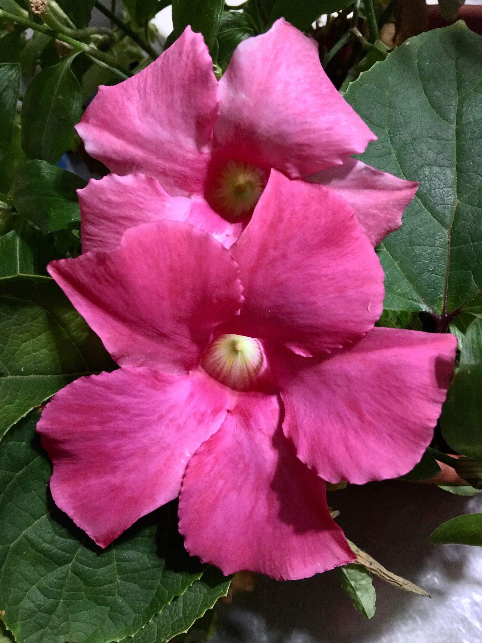 Apple iPhone 6s Plus sample photo. Pink petals, pink flowers photography