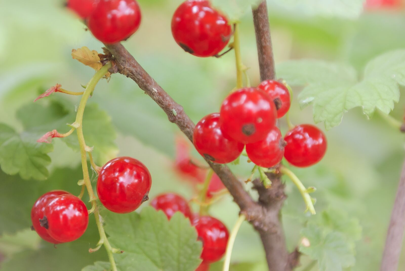 Sony Alpha DSLR-A200 sample photo. Fruit, berry, nature photography