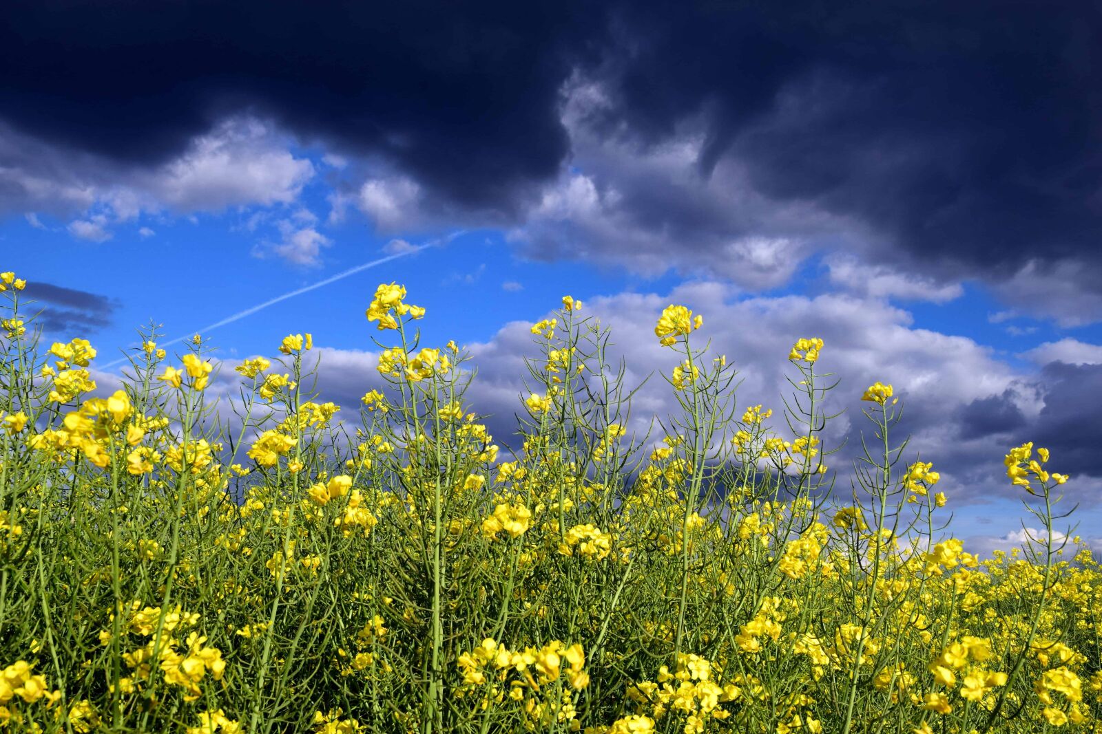 Nikon D3300 sample photo. Field, flower, flora, summer photography
