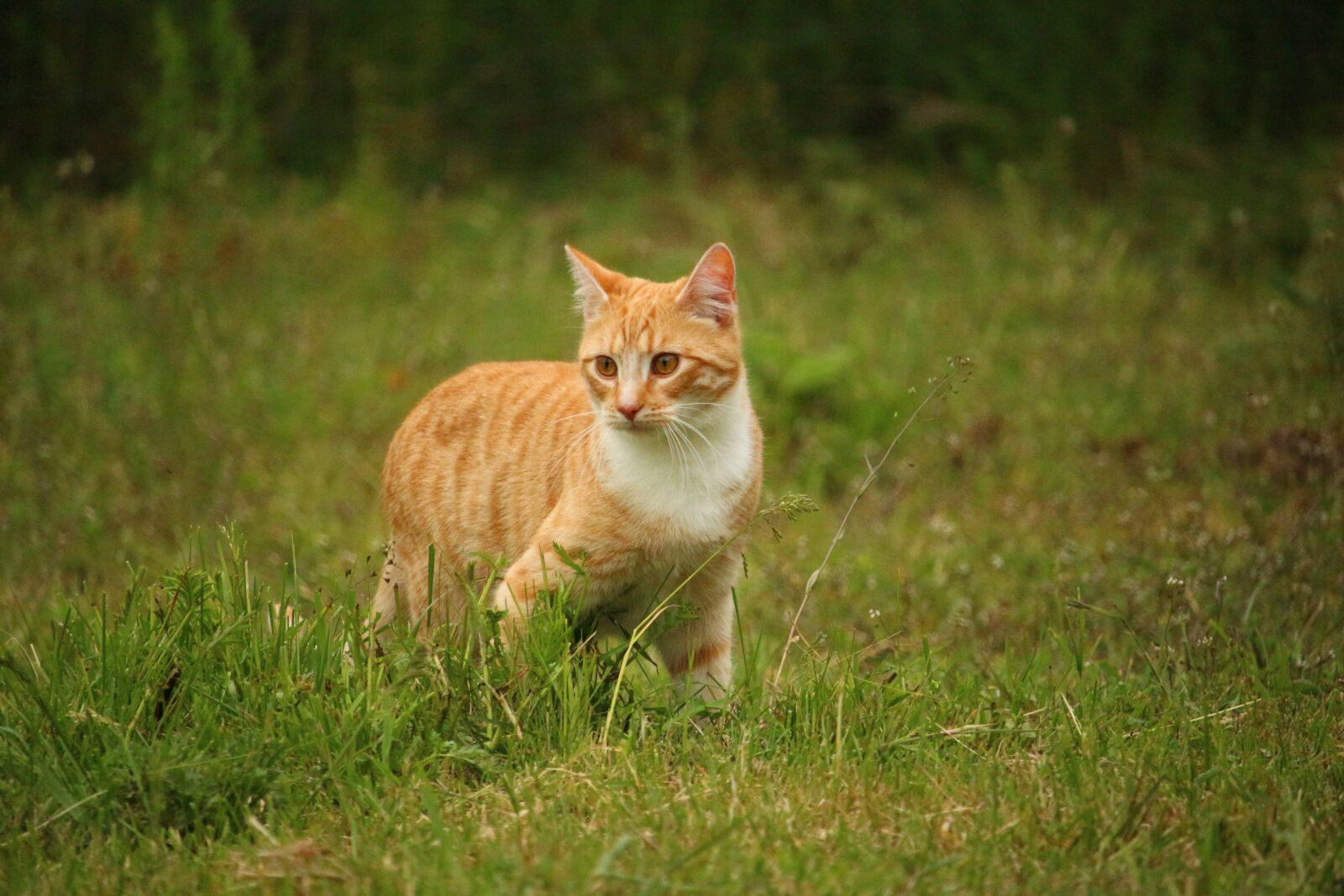 Canon EOS 100D (EOS Rebel SL1 / EOS Kiss X7) sample photo. Cat, kitten, mieze photography