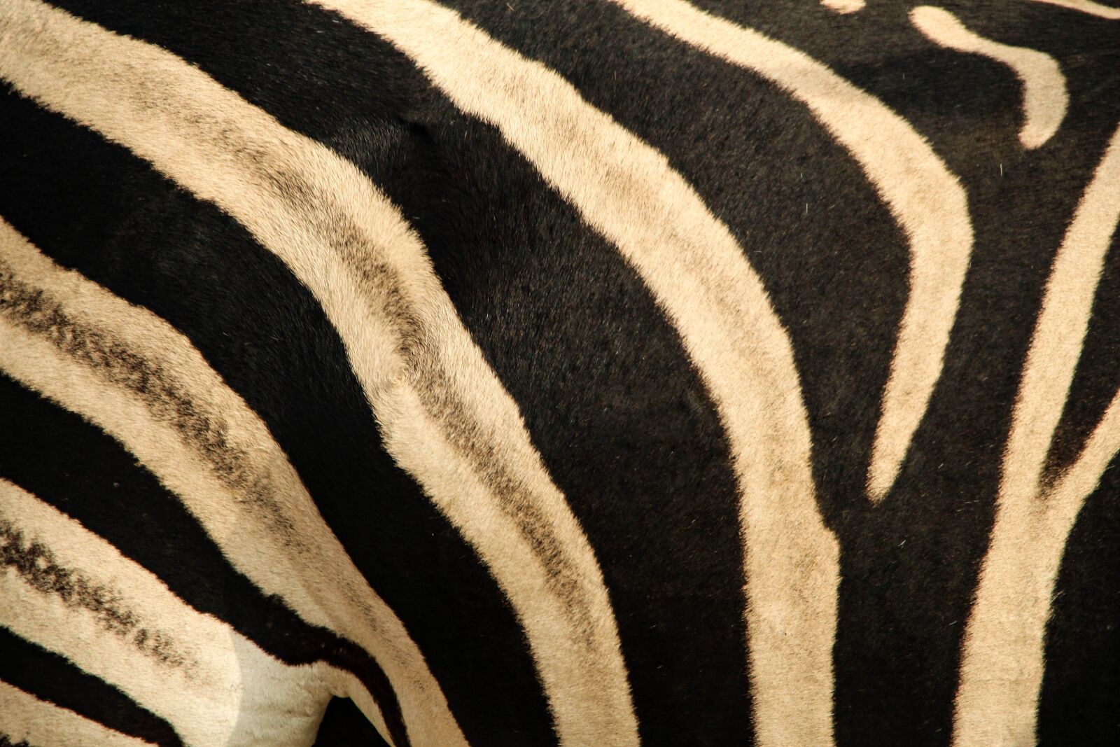 Canon EOS 100D (EOS Rebel SL1 / EOS Kiss X7) sample photo. Zebra, skin, pattern photography
