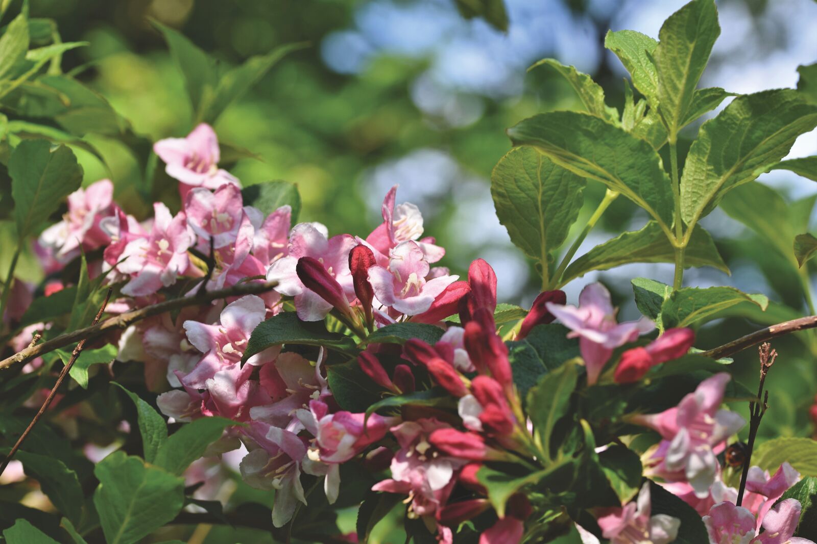 Nikon D7200 sample photo. Weigelien, geissblattgewaechs, ornamental shrub photography