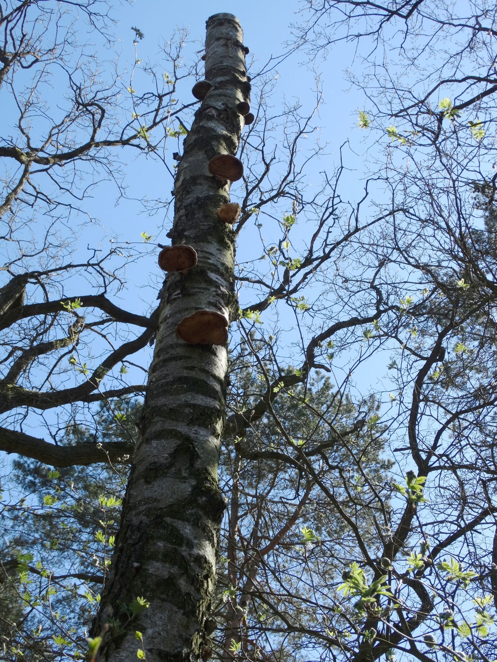 Sony Cyber-shot DSC-HX300 sample photo. Hub, chaga, health photography