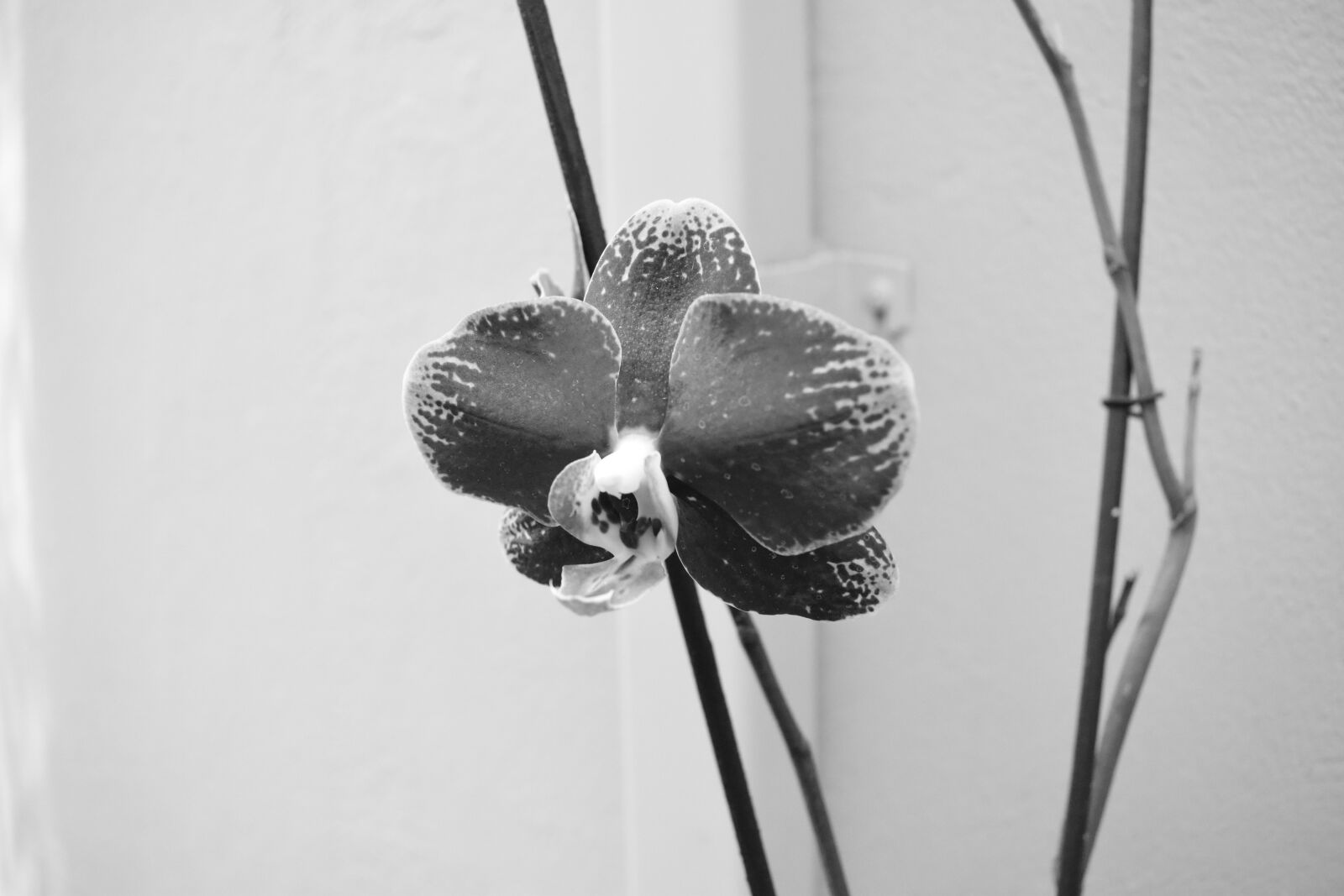 Nikon D3500 sample photo. Orchid, flowers, b w photography