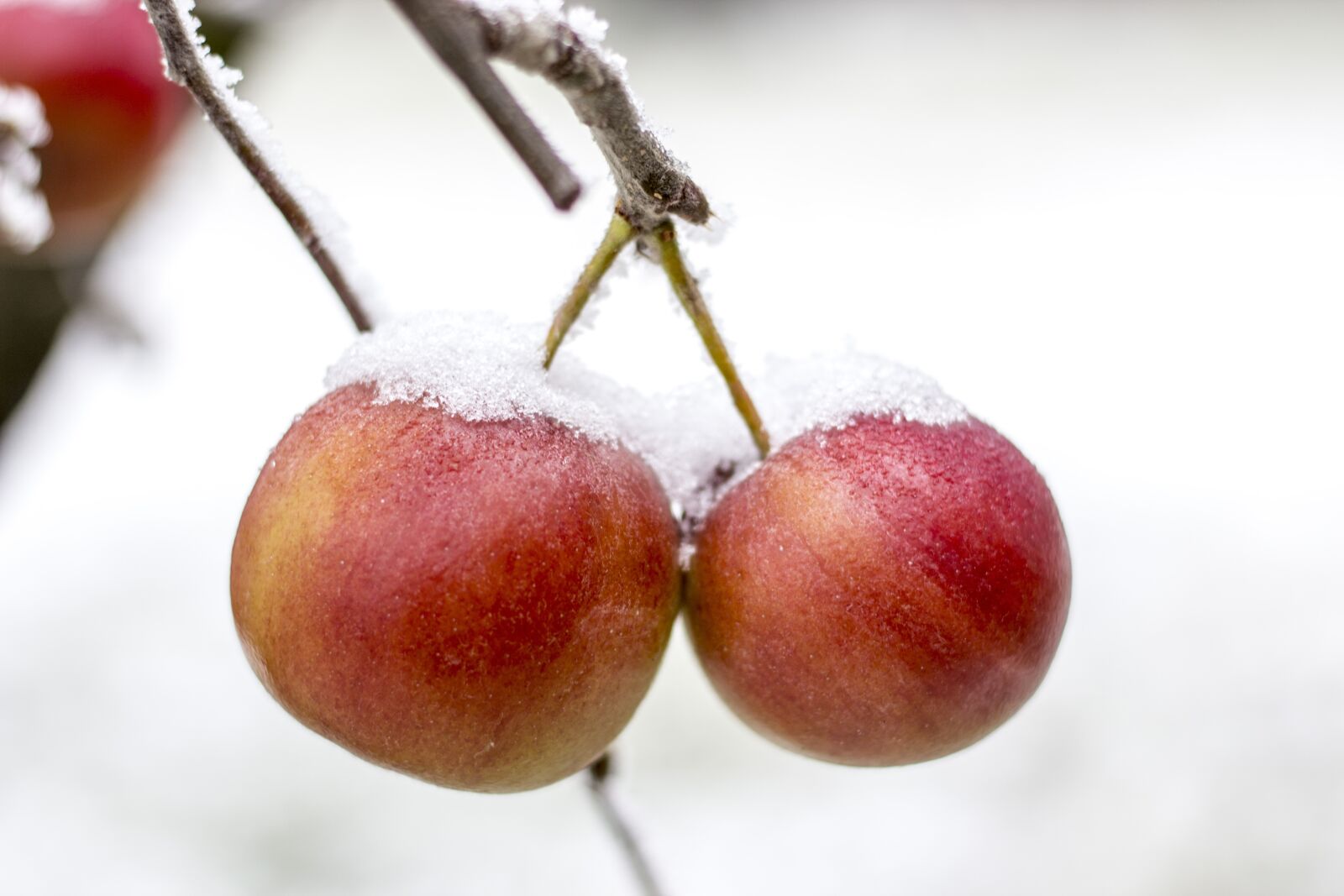Canon EOS 600D (Rebel EOS T3i / EOS Kiss X5) + Canon EF 50mm F1.8 STM sample photo. Apple, frost, frozen photography