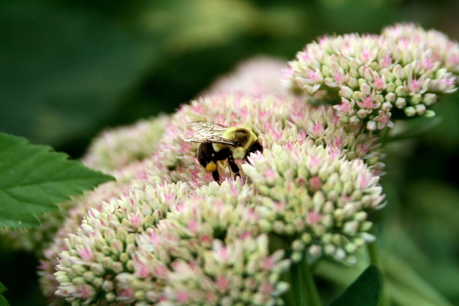 Canon EOS 400D (EOS Digital Rebel XTi / EOS Kiss Digital X) sample photo. Bumblebee, flower, autumn photography