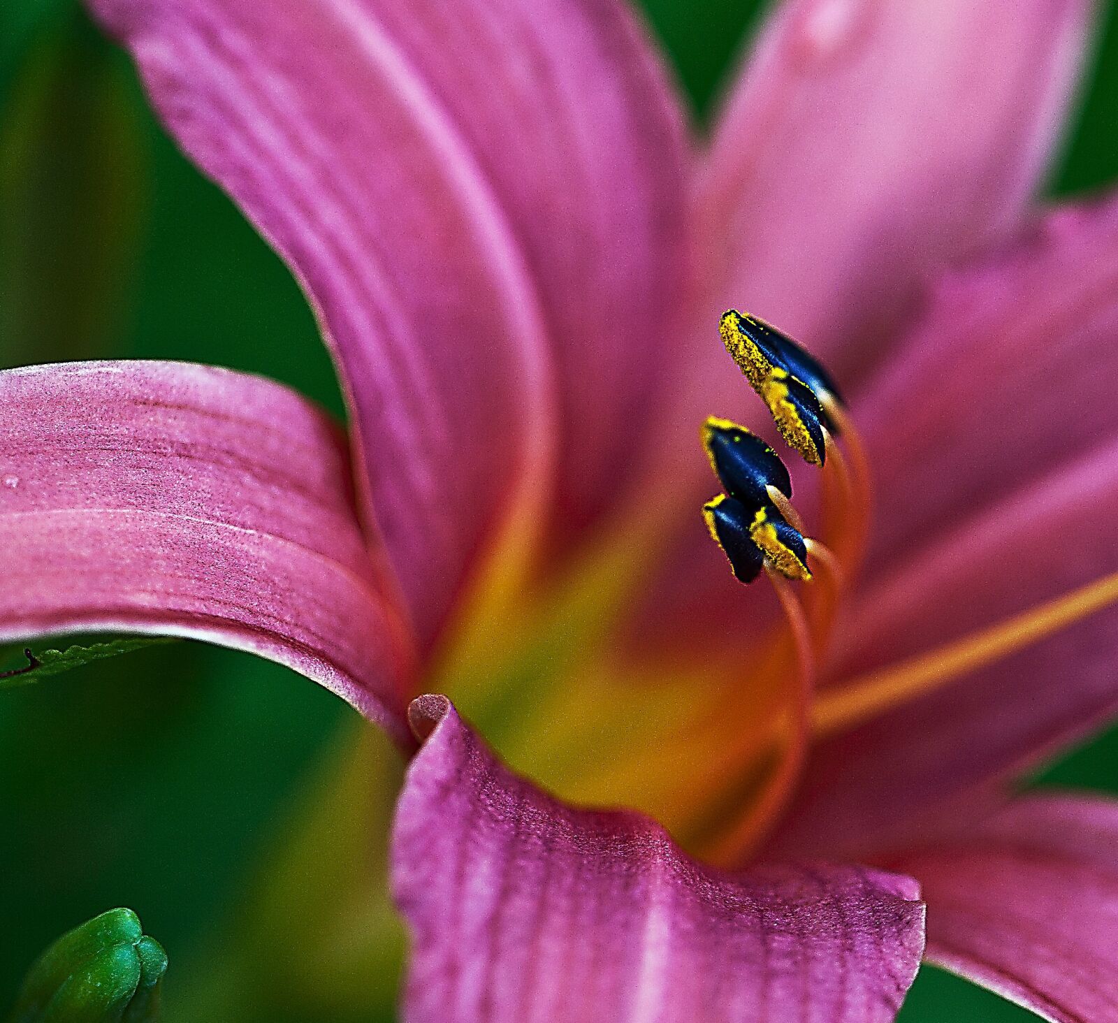 Canon EOS 5D Mark II sample photo. Lily, petals, pink photography