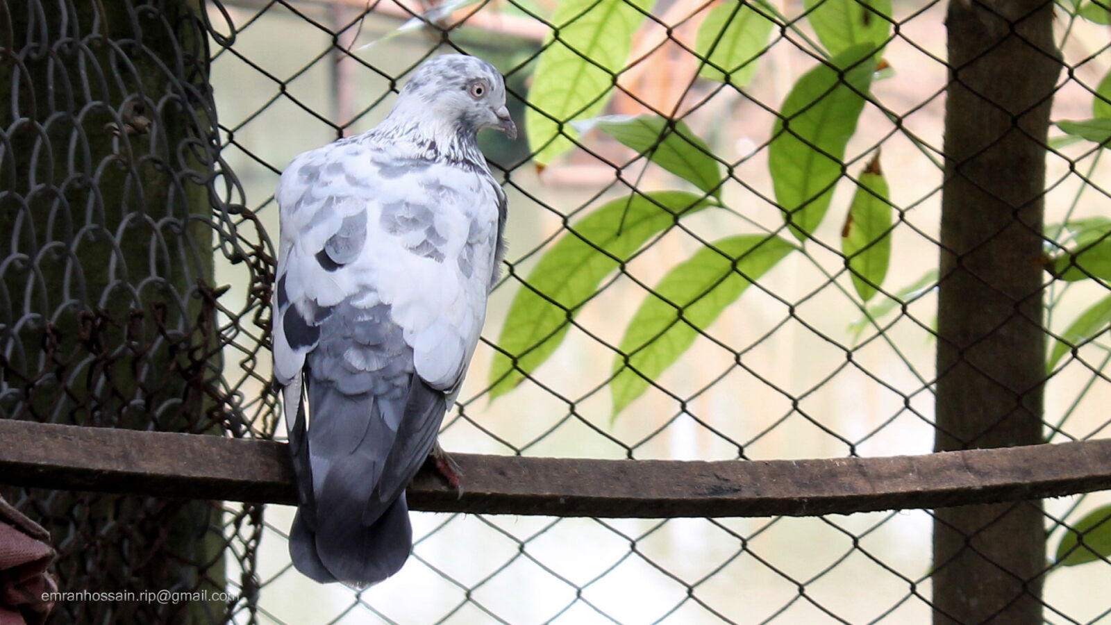 Canon EOS 1100D (EOS Rebel T3 / EOS Kiss X50) sample photo. Nature, nice, wallpaper photography