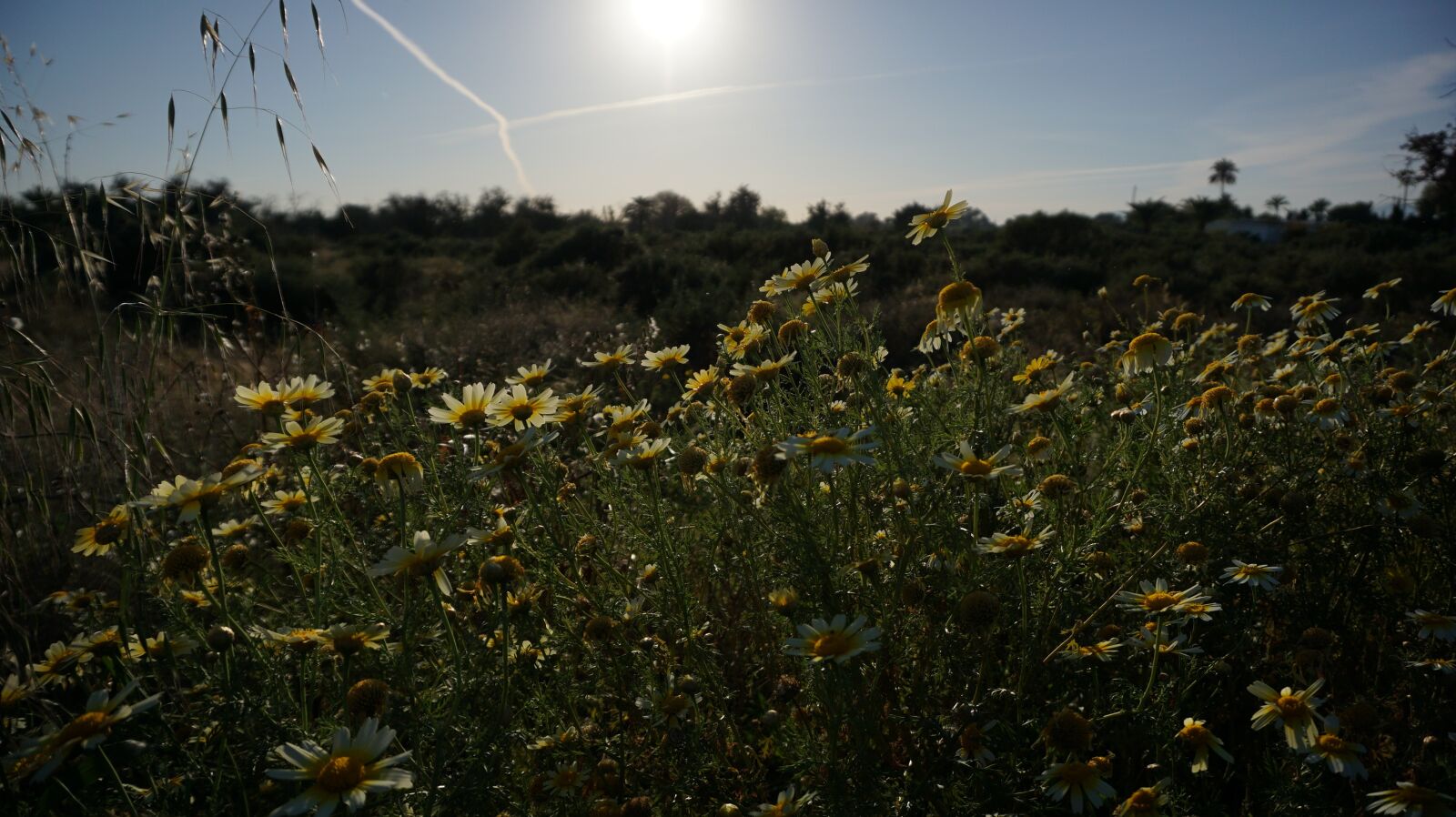 Sony a6000 sample photo. Sunflower, spring, flower photography