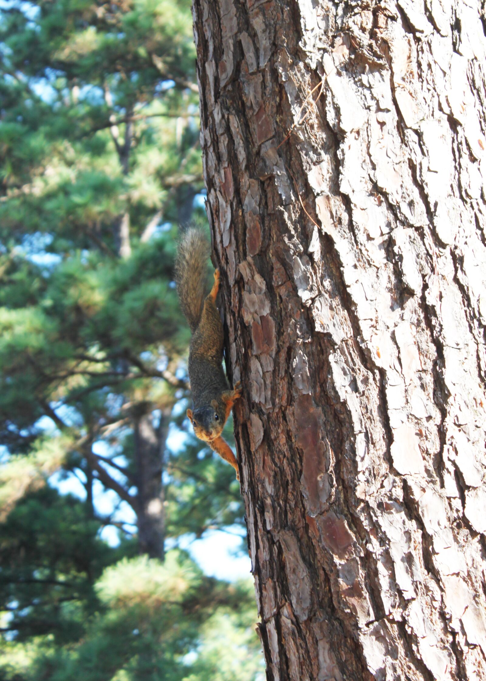 Canon EOS 500D (EOS Rebel T1i / EOS Kiss X3) sample photo. Wildlife, tree, pin photography