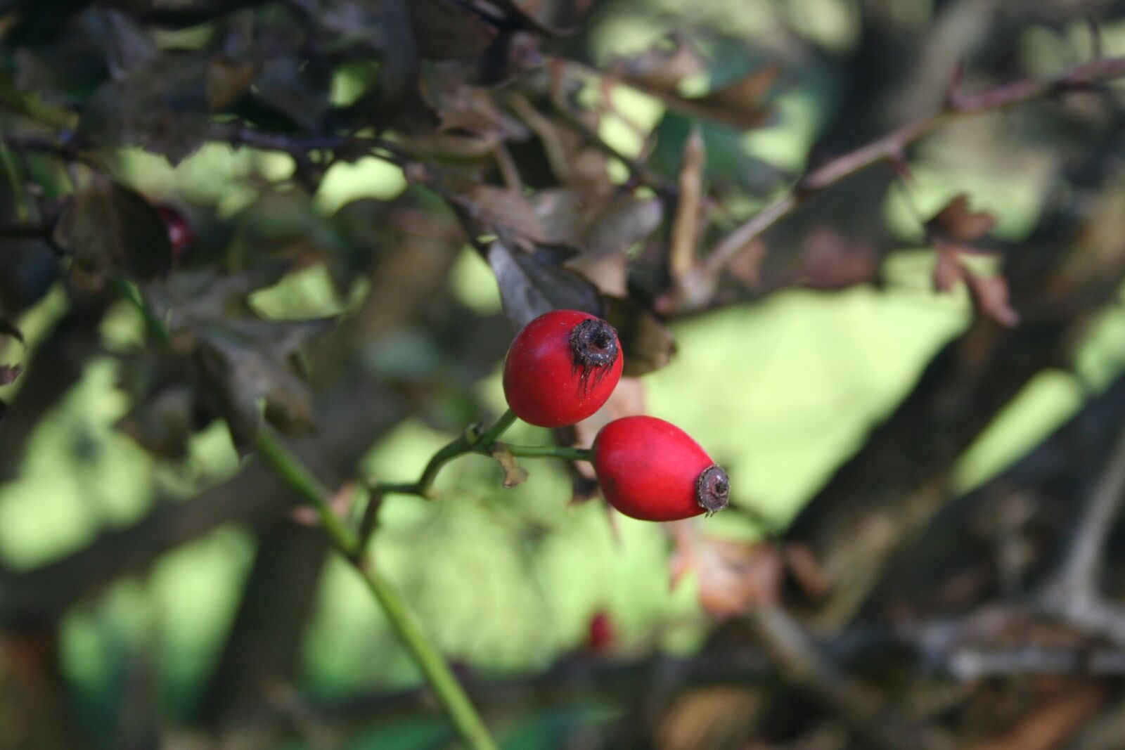 Canon EOS 350D (EOS Digital Rebel XT / EOS Kiss Digital N) sample photo. Red, berries, autumn photography