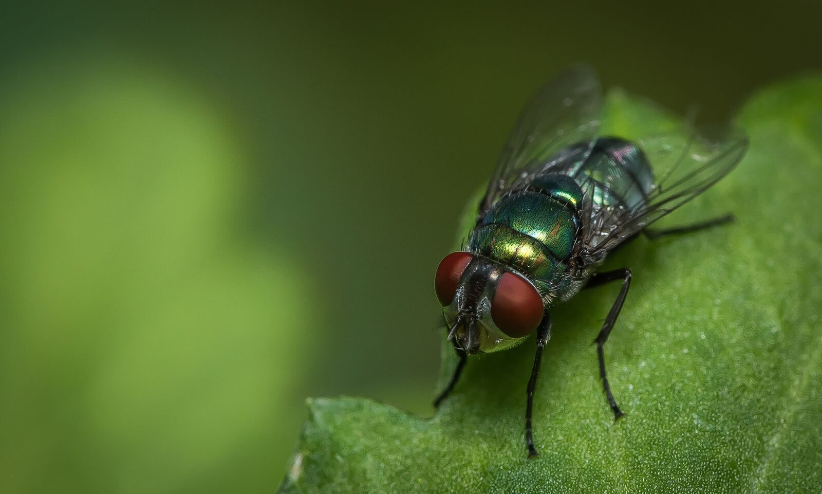 Nikon D810 sample photo. Fly, insects, bug photography