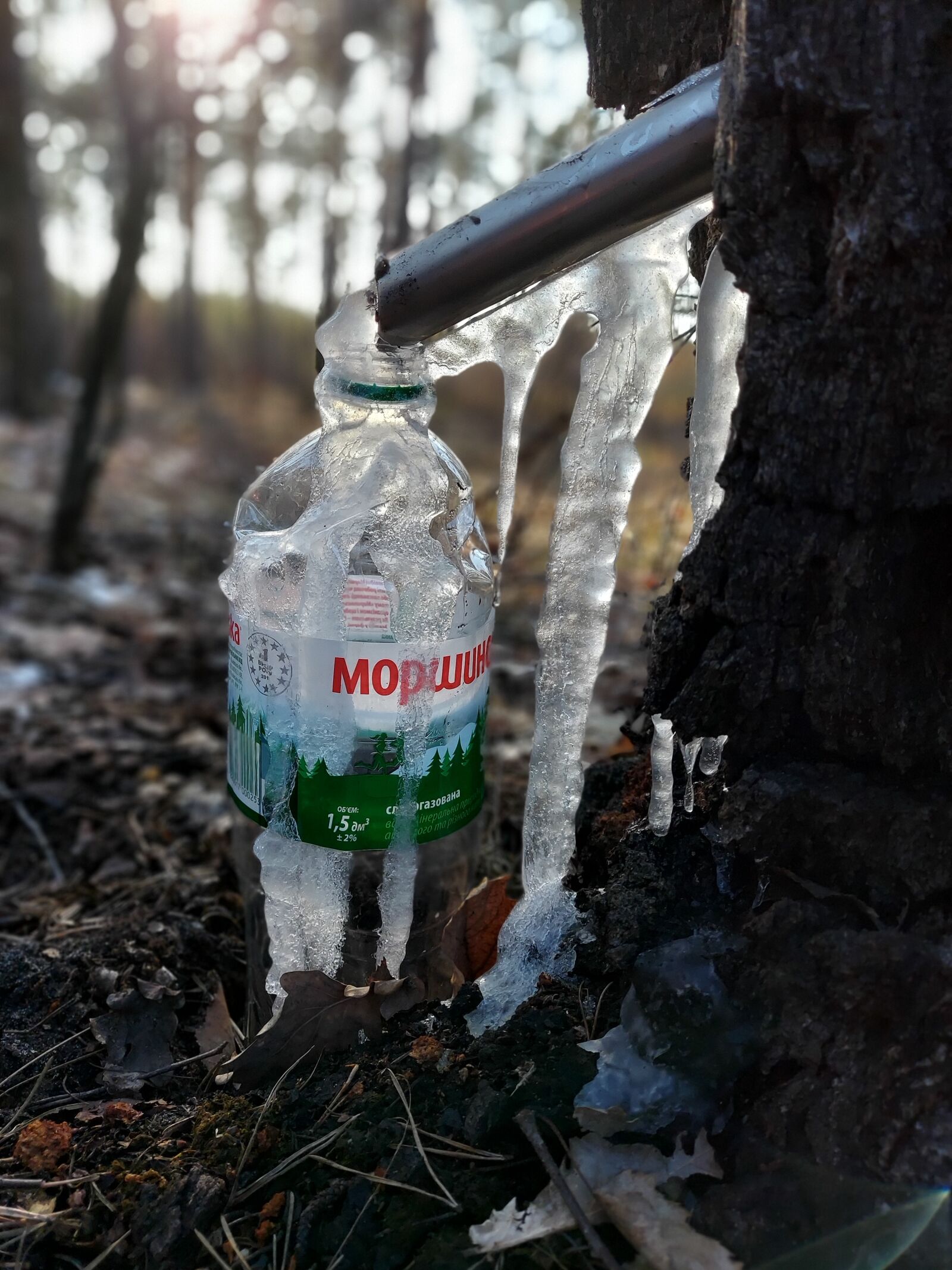 Samsung SM-G770F sample photo. березовий сік, береза, ліс photography
